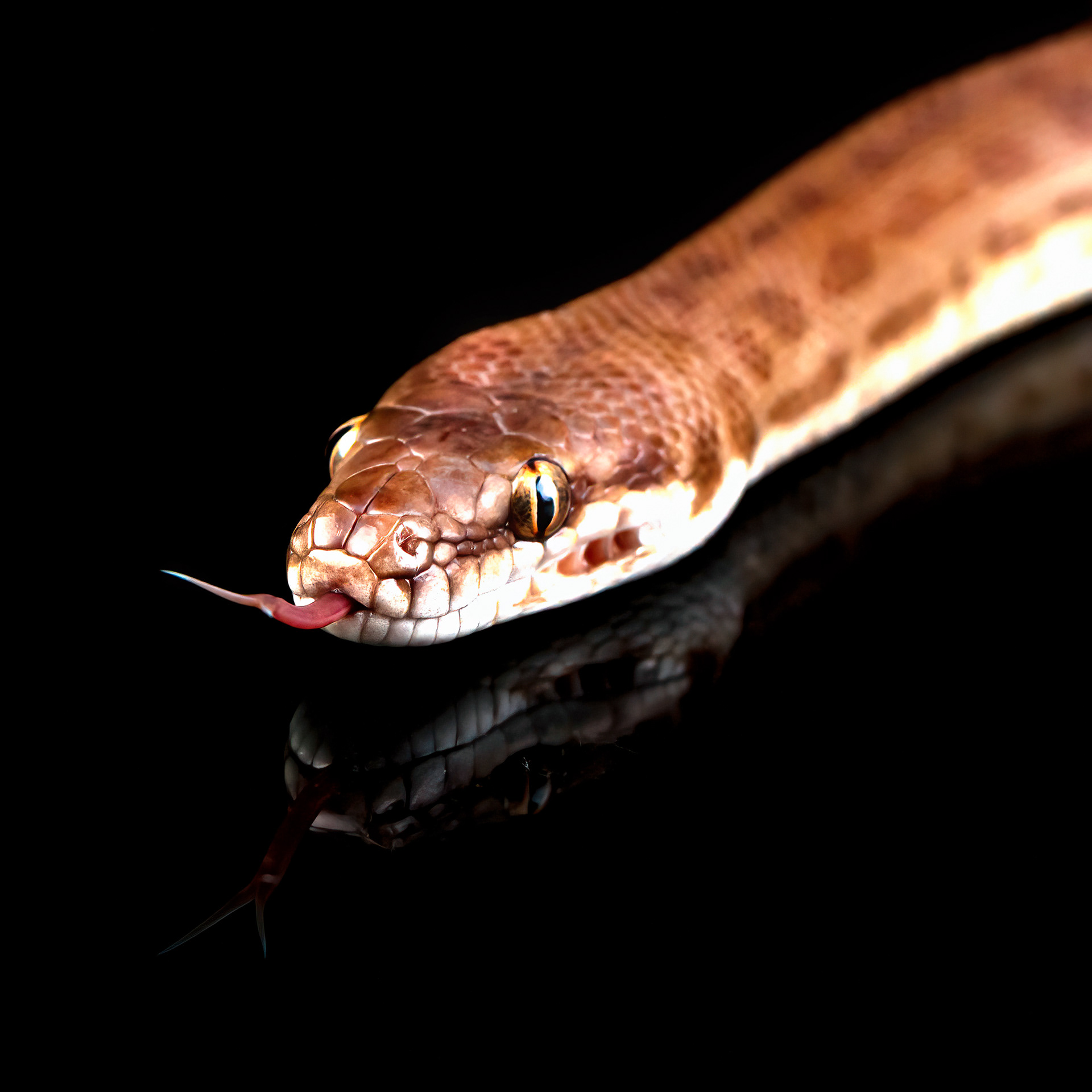 Children's python