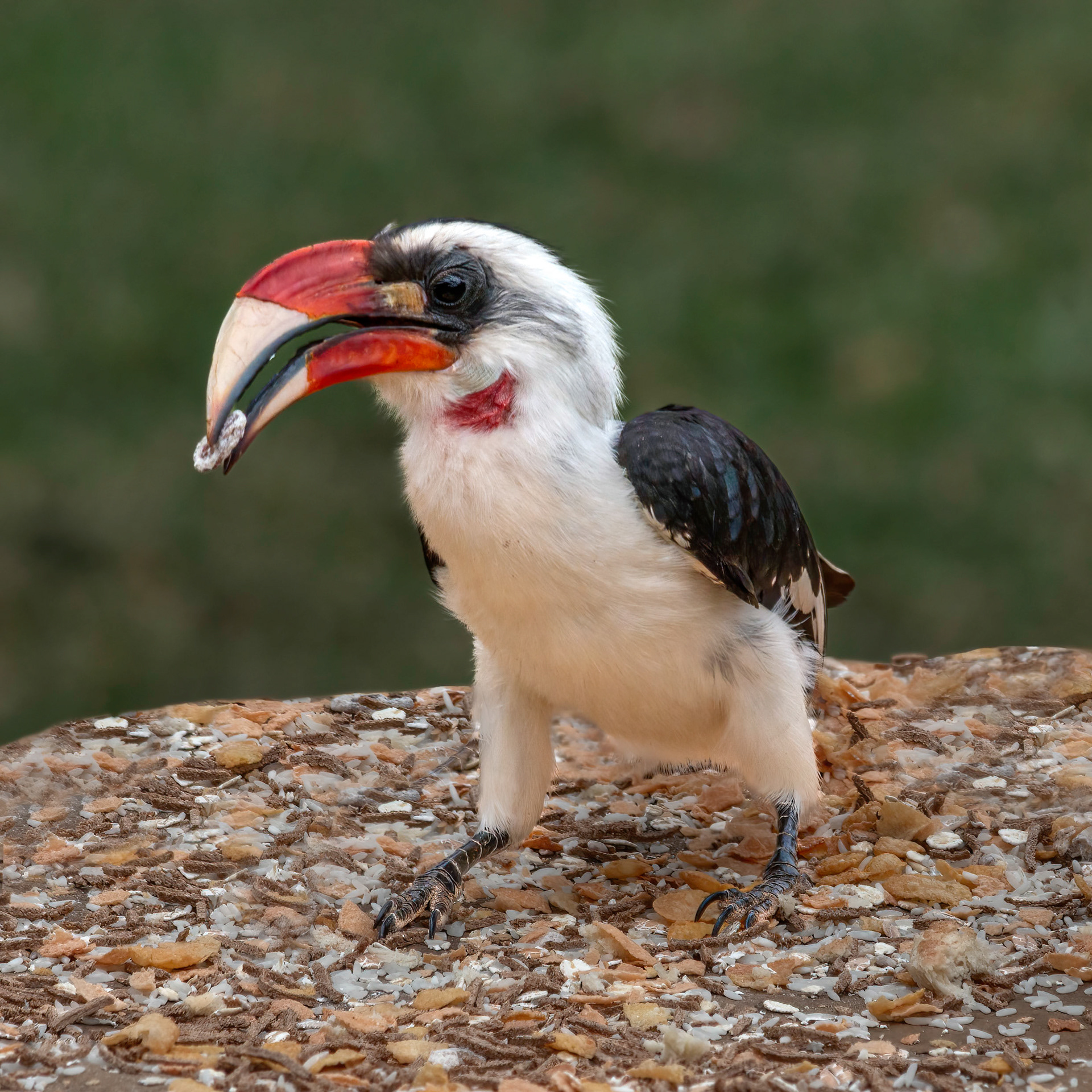 Von der Decken's Hornbill 