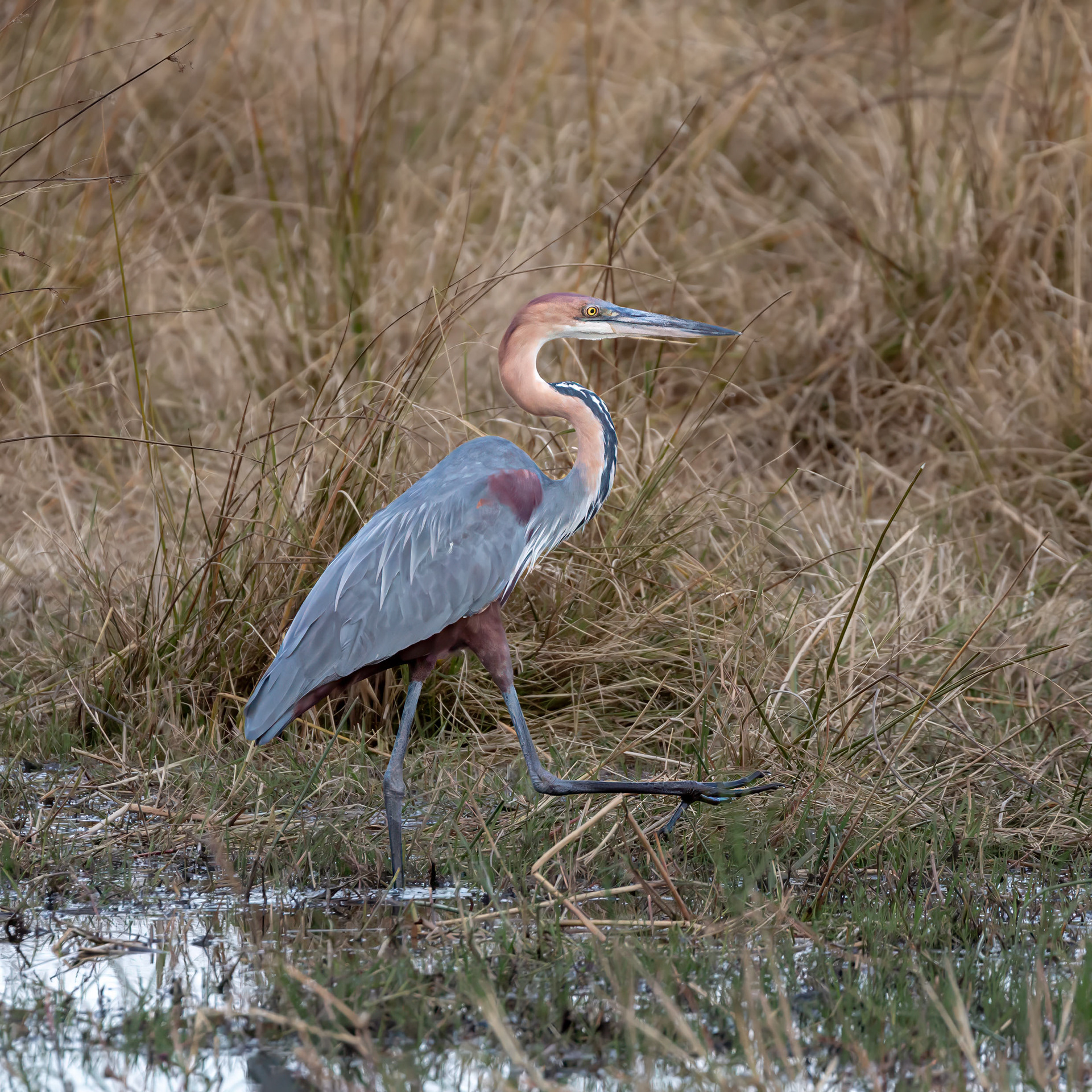 Goliath Heron