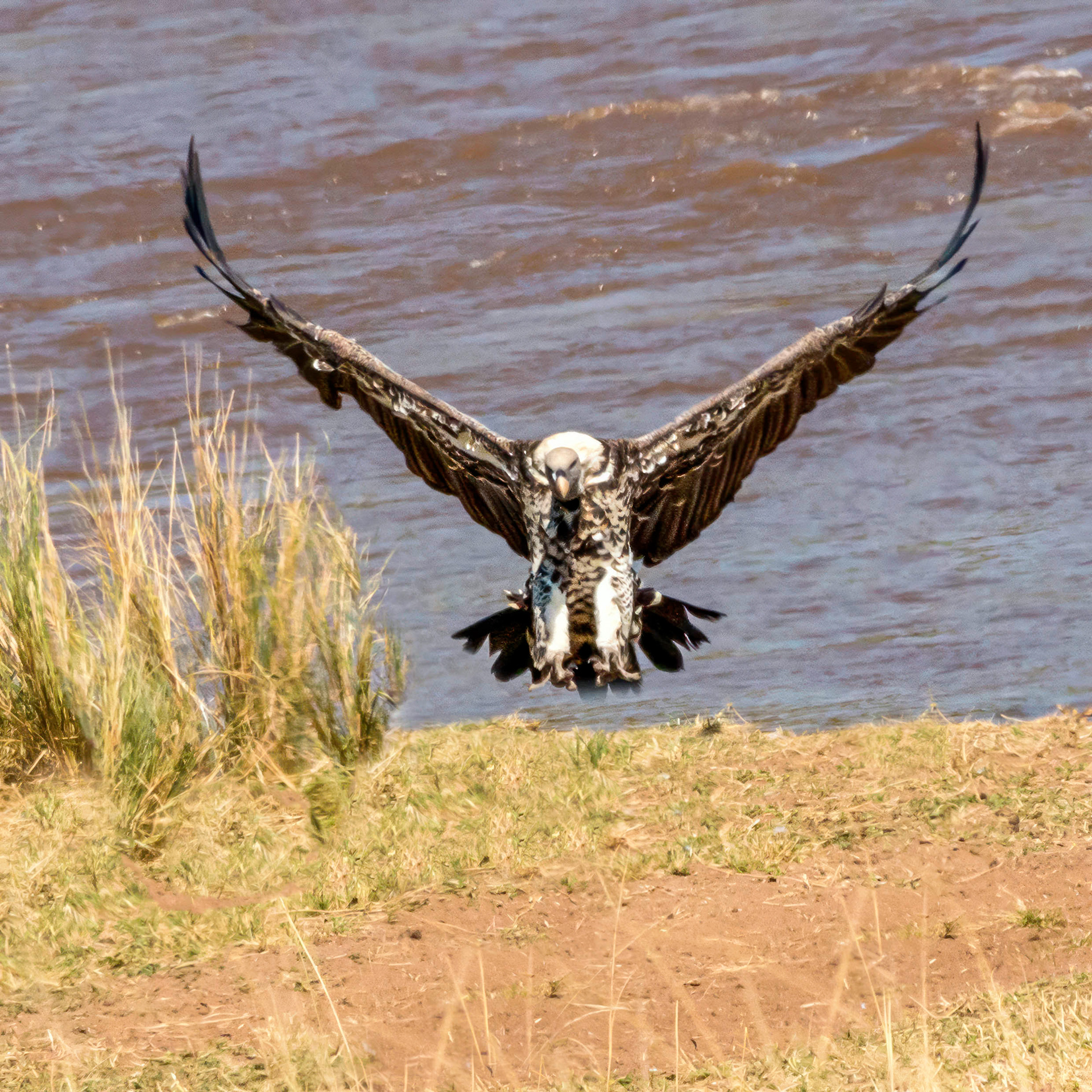 White-backed Vulture