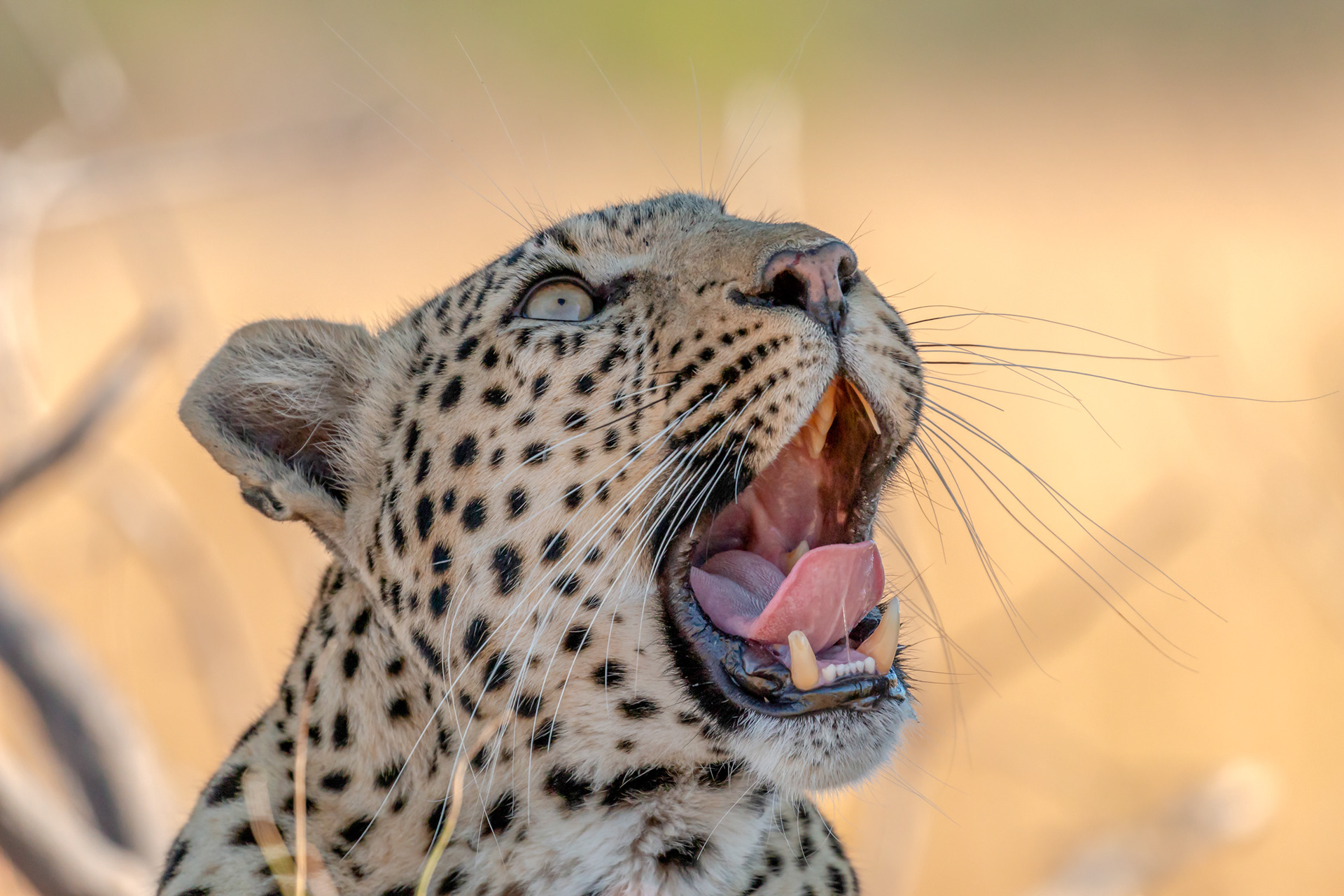 Leopard