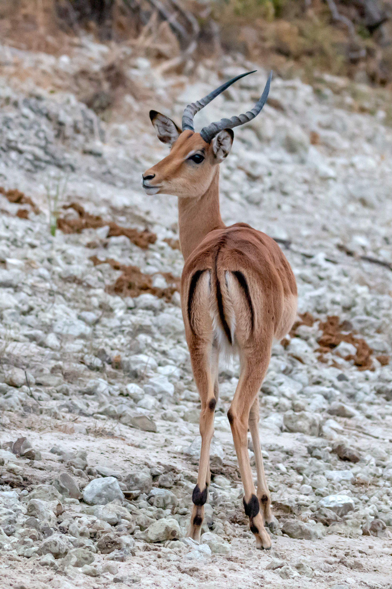 Impala