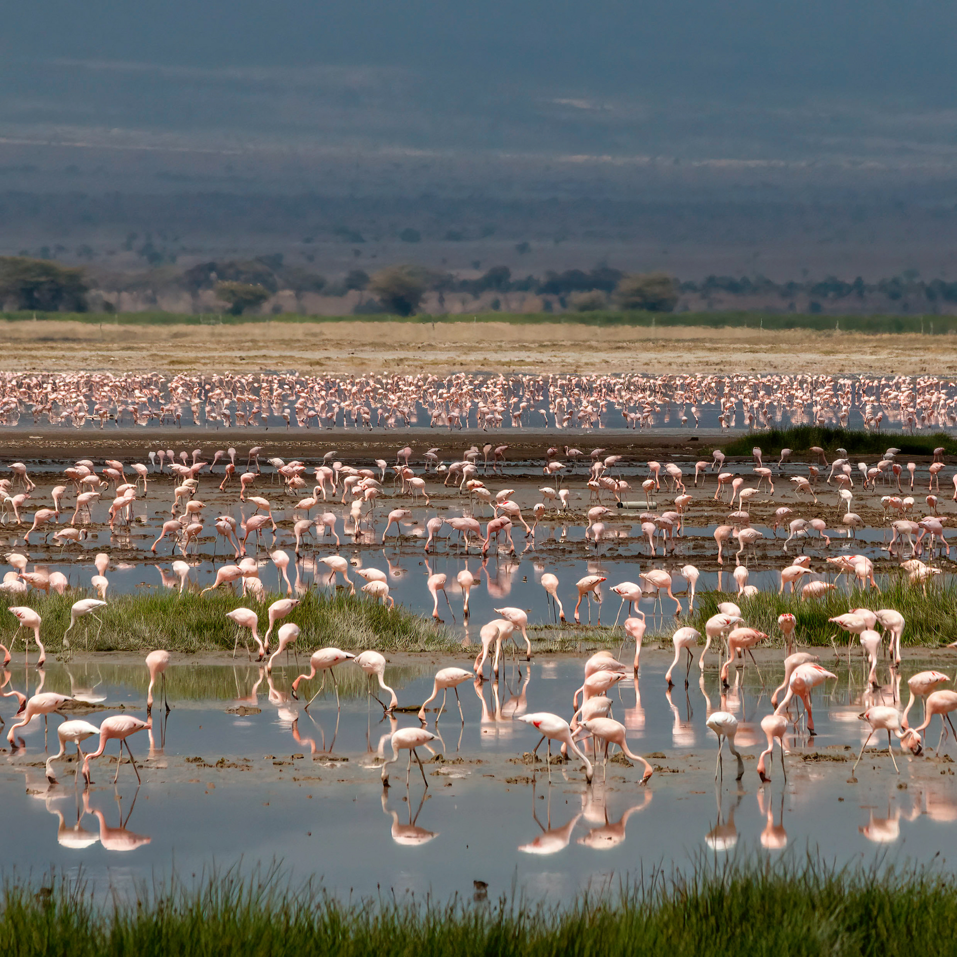 Flamingo