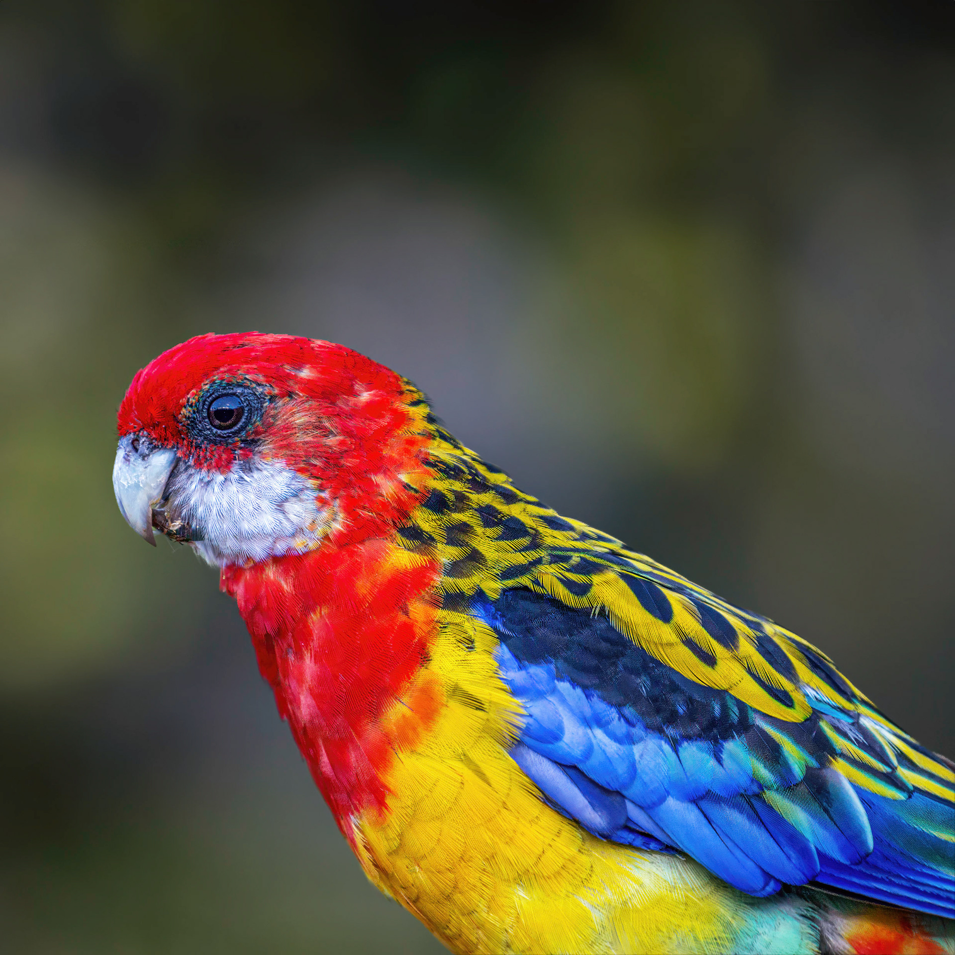 Eastern Rosella