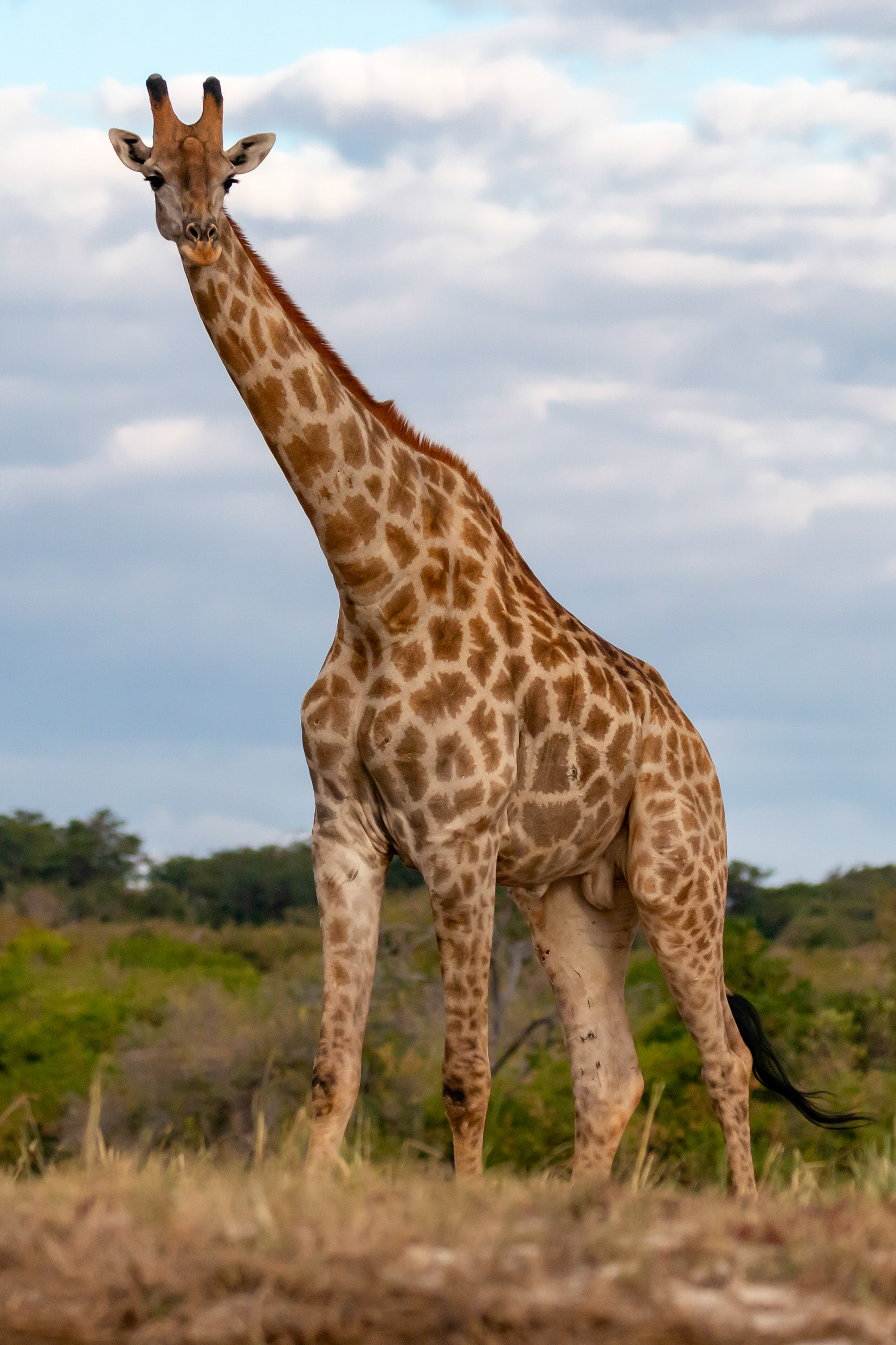 Giraffe