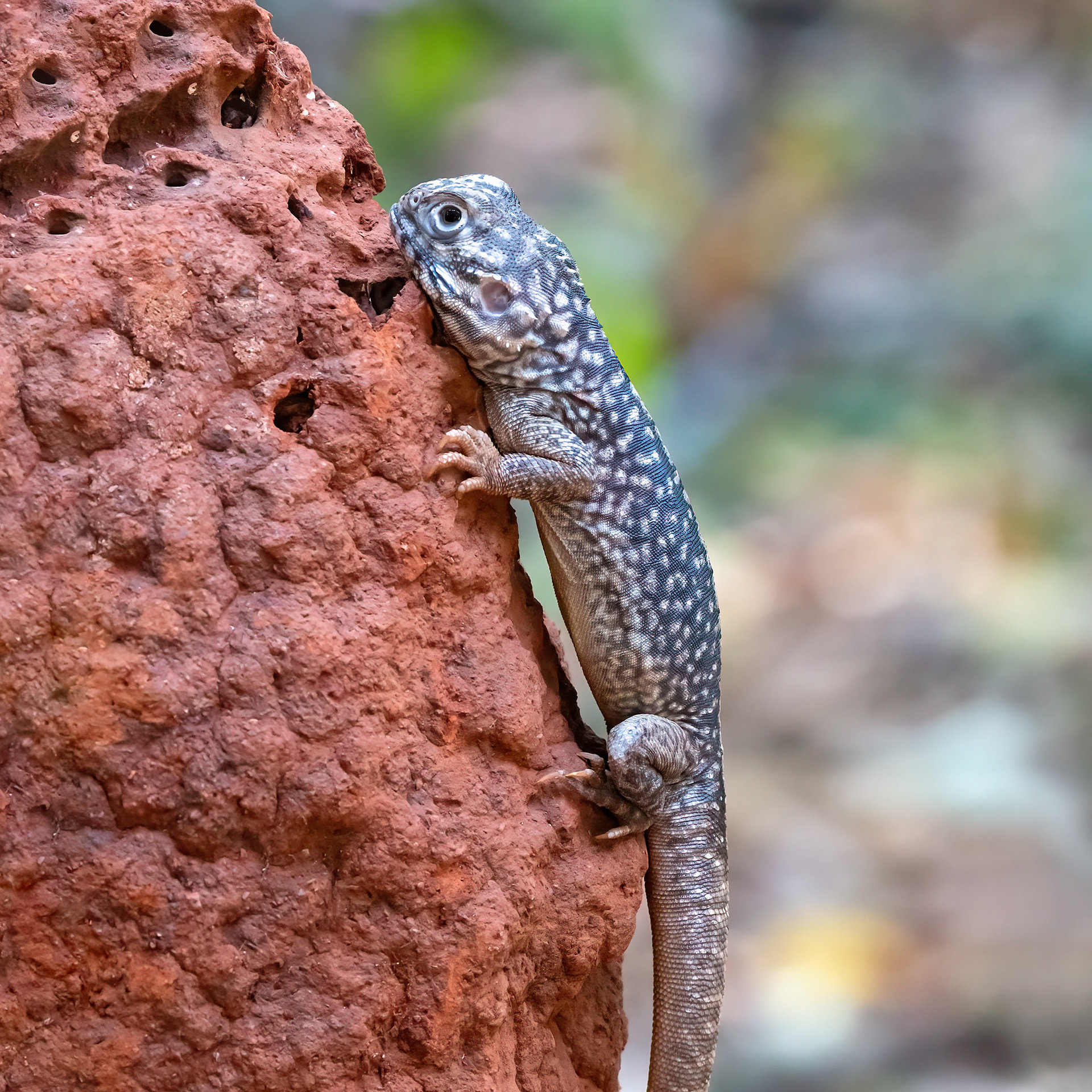 Central Netted Dragon