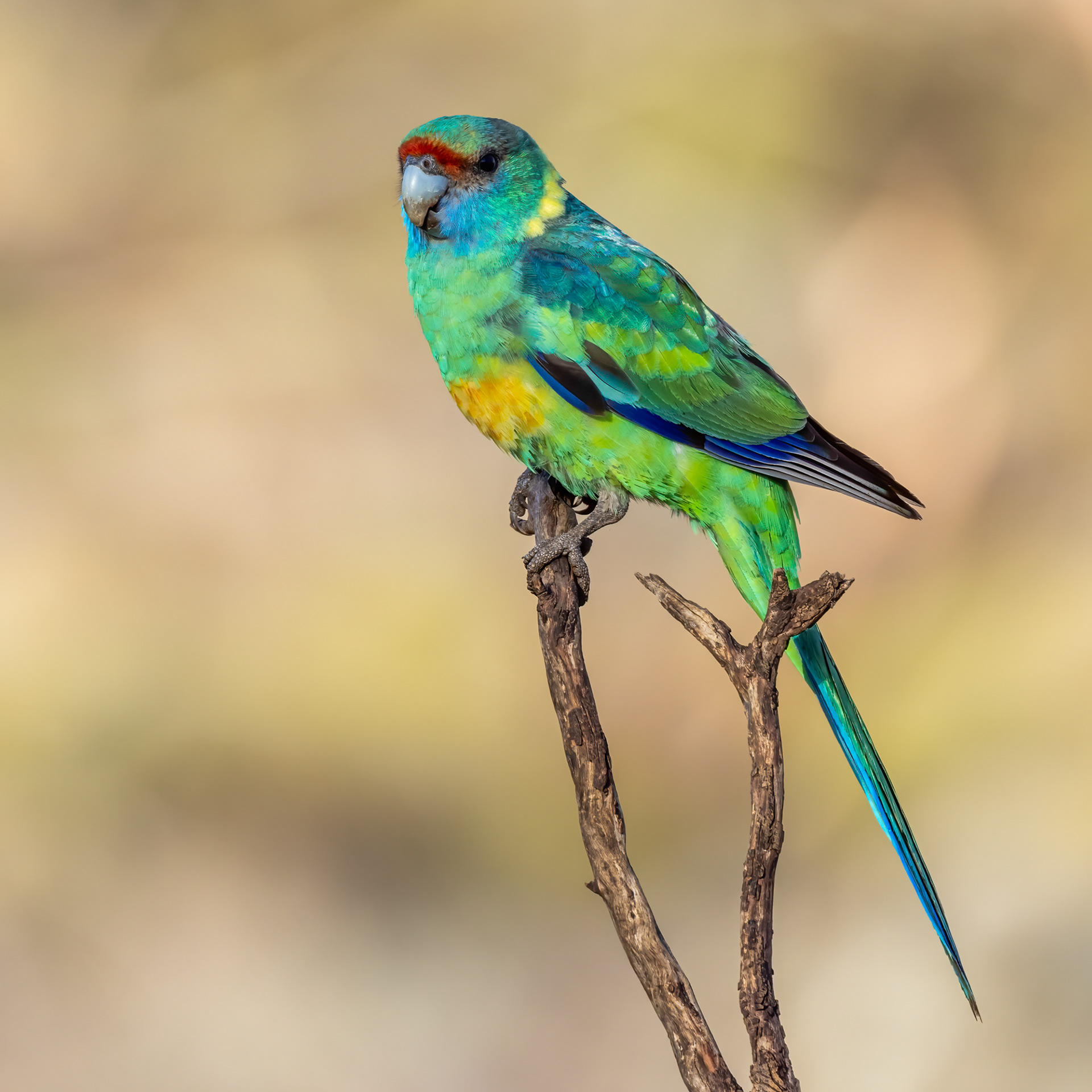 Mallee Ringneck