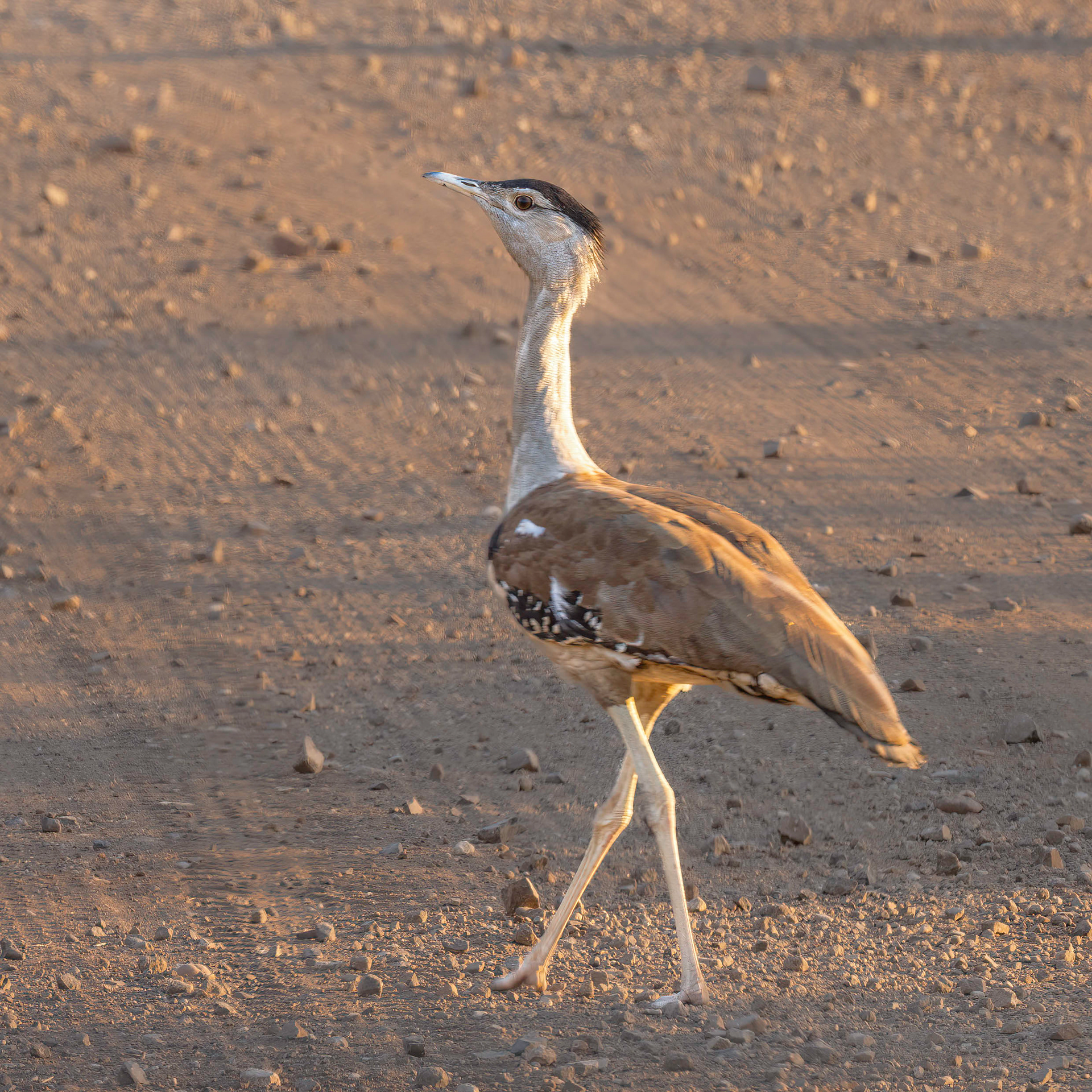 Australian Bustard