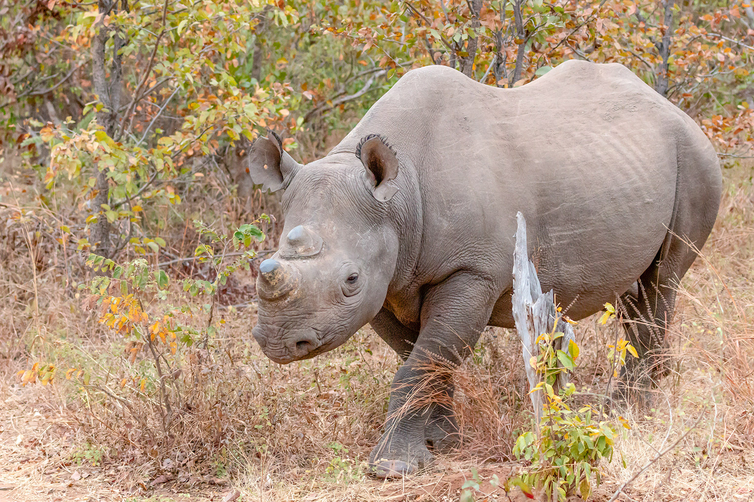 Black Rhinoceros