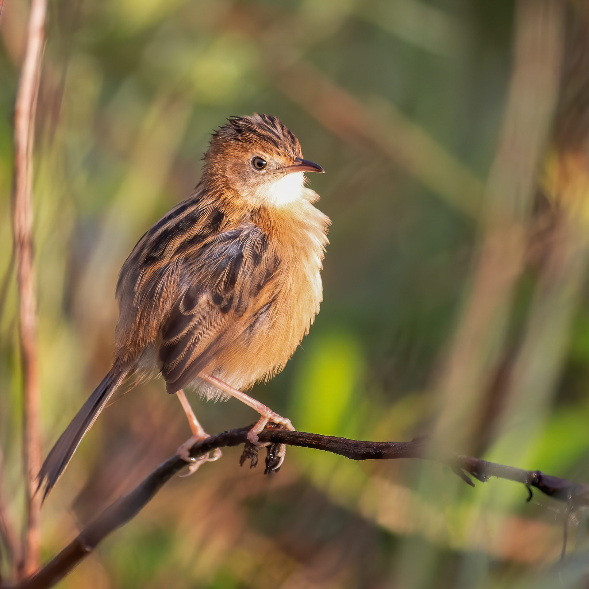 Golden-headed Cisticola