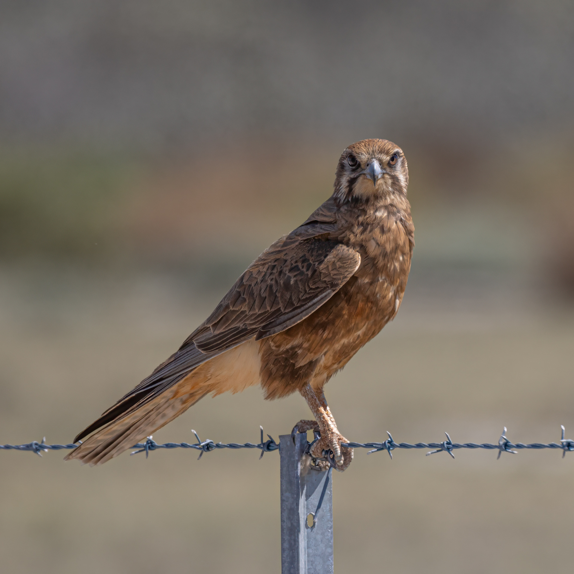 Brown Falcon