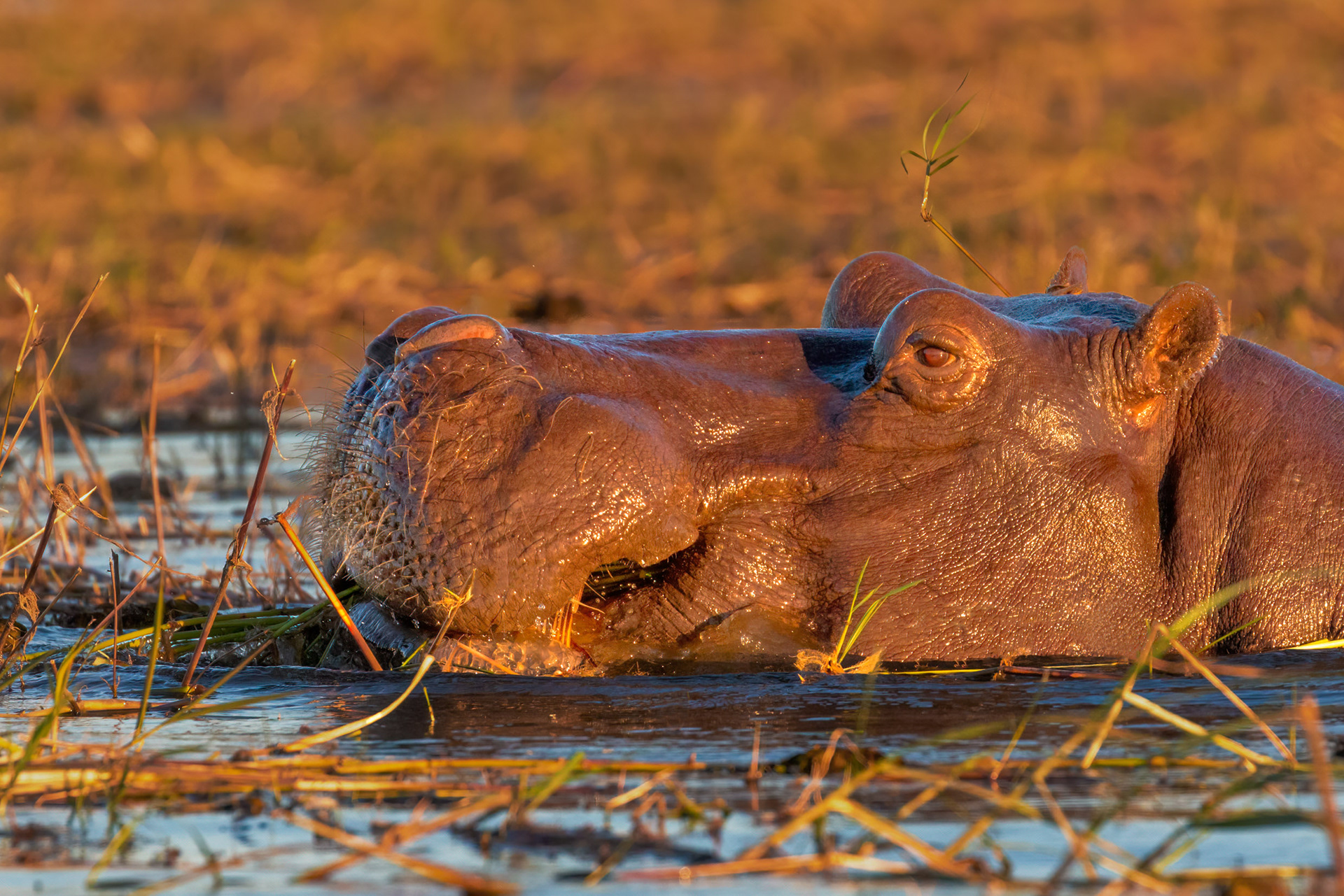 Hippopotamus 