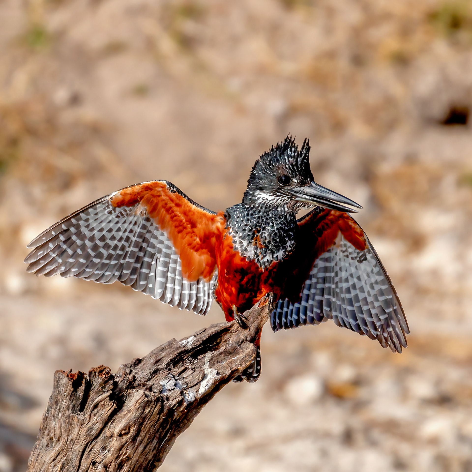 Giant Kingfisher 