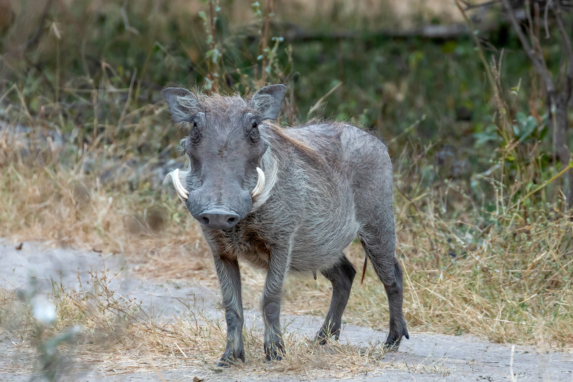 Warthog