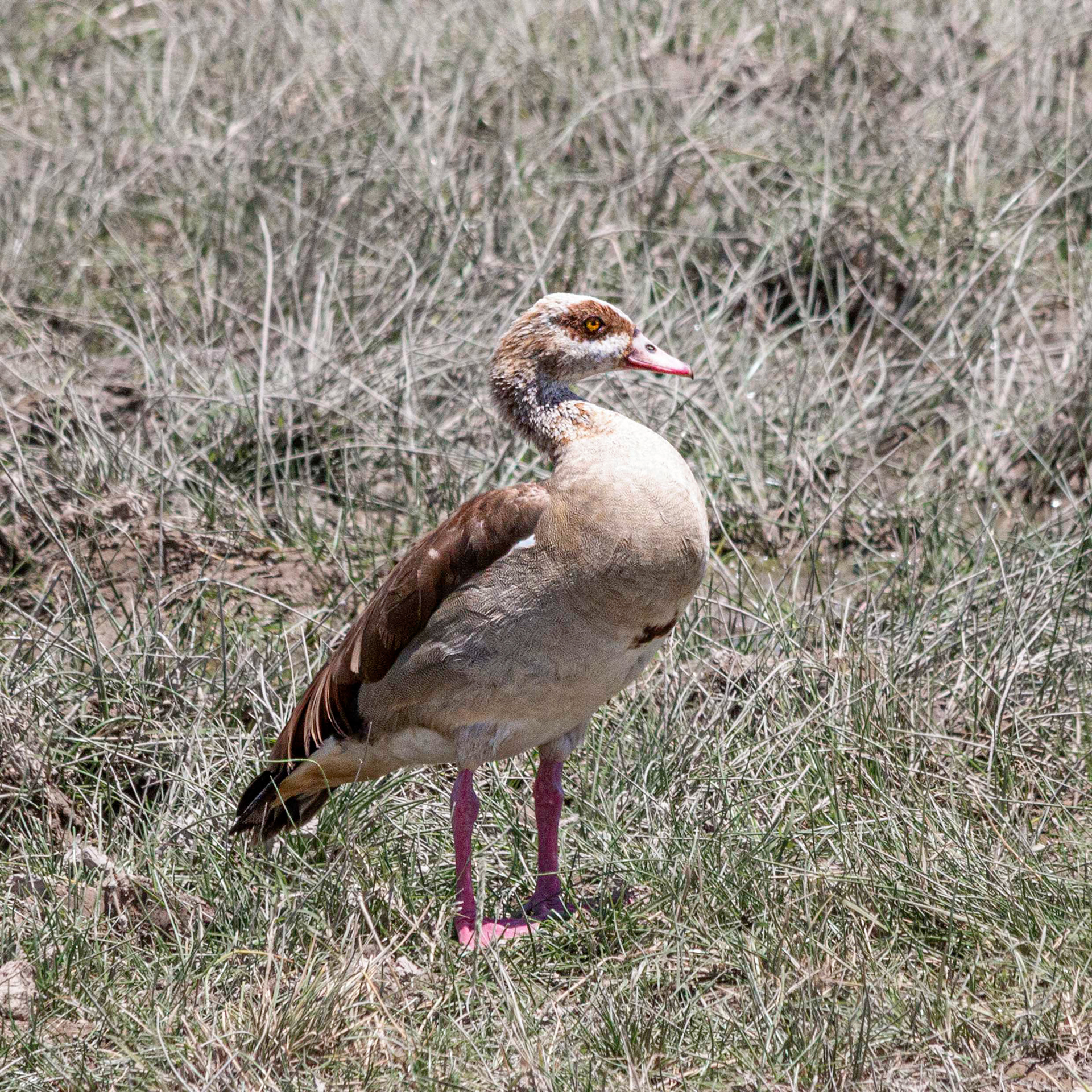 Egyptian Goose -female