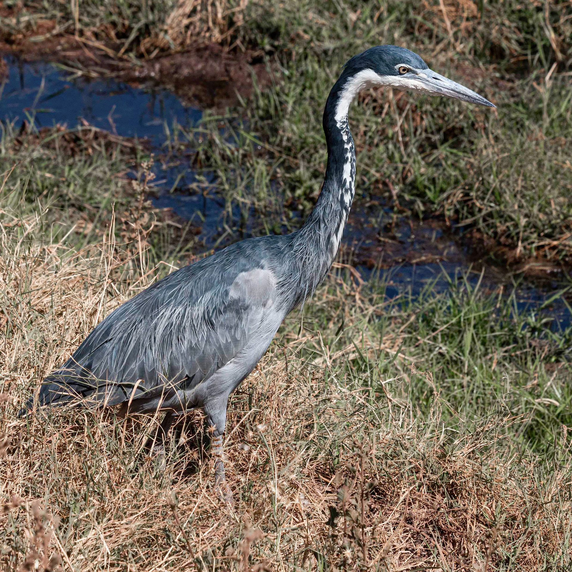 Black-headed Heron