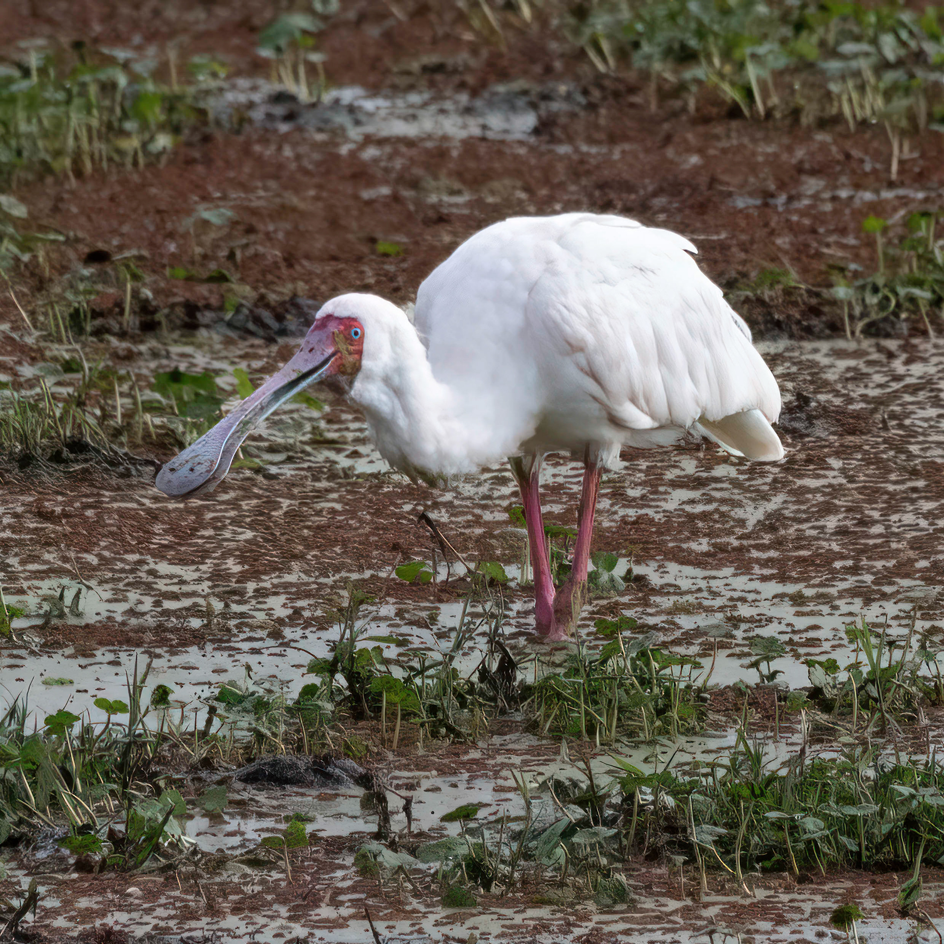 African Spoonbill