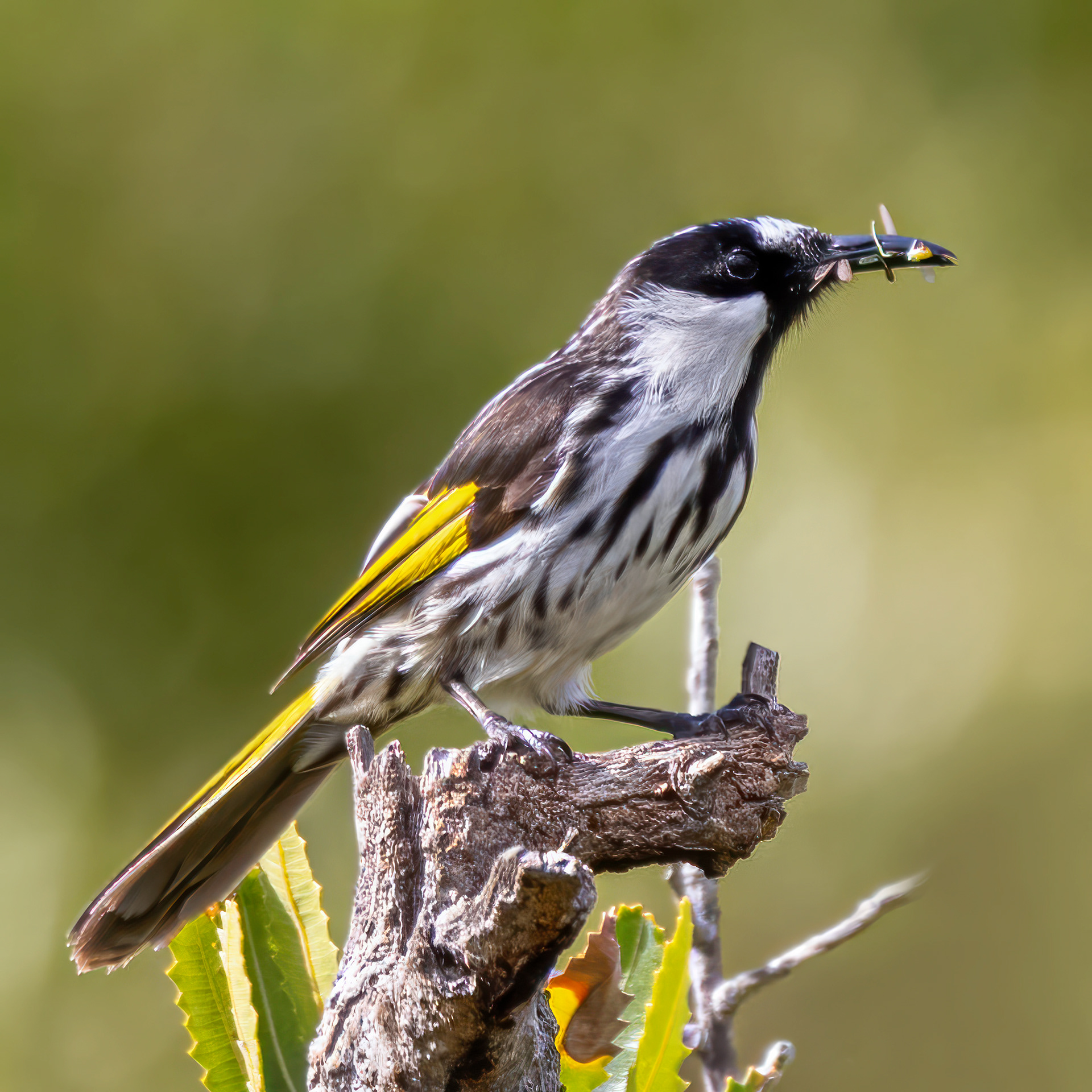 White-cheeked Honeyeater