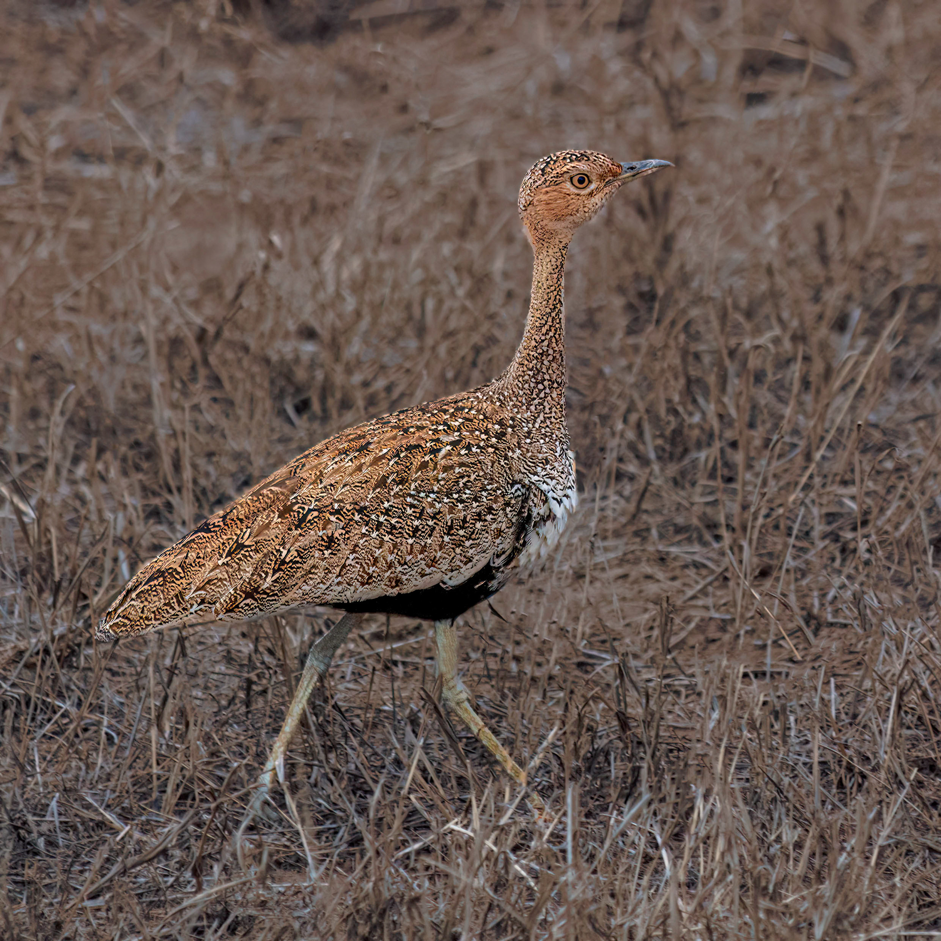 Black-bellied Bustard 