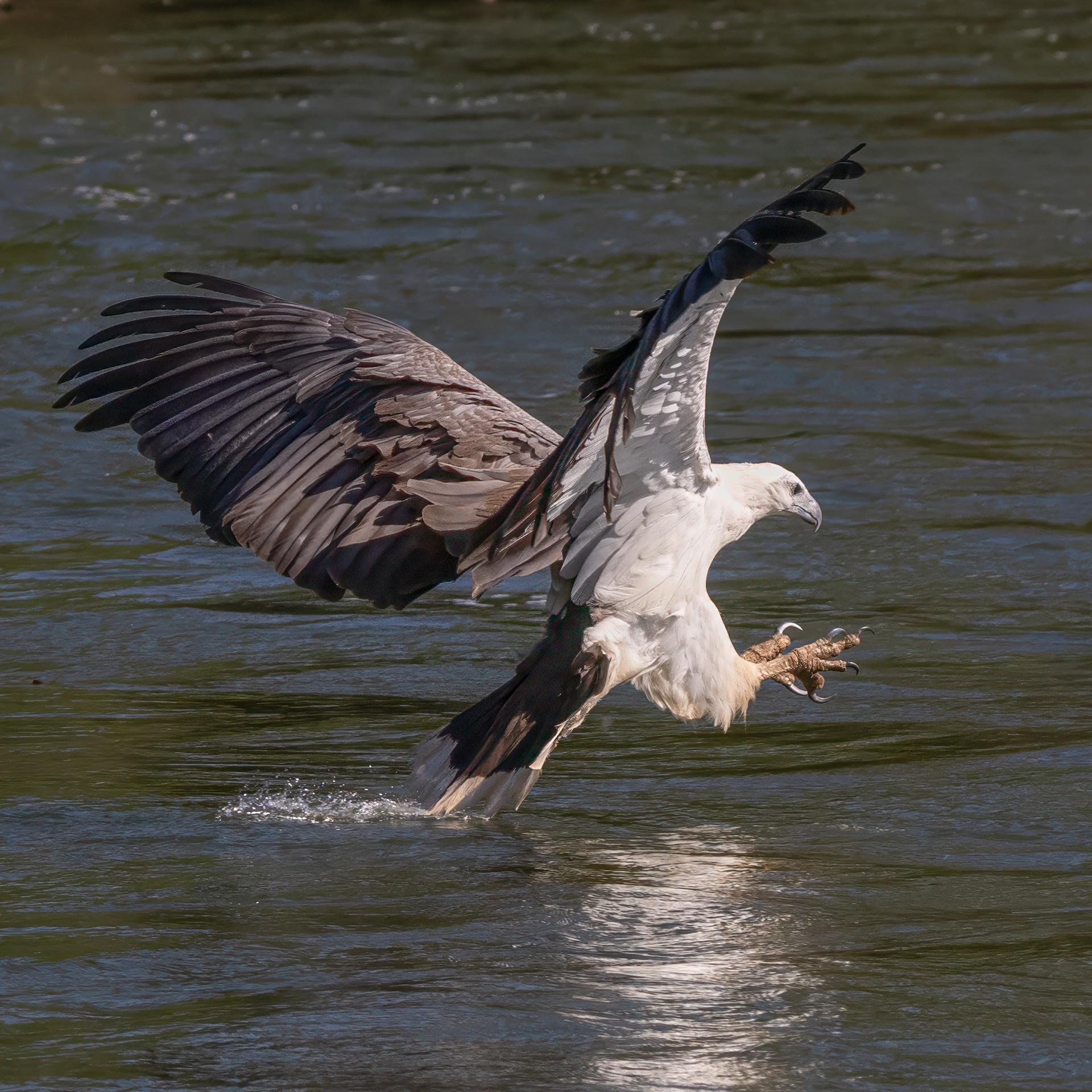 White-bellied Sea-eagle