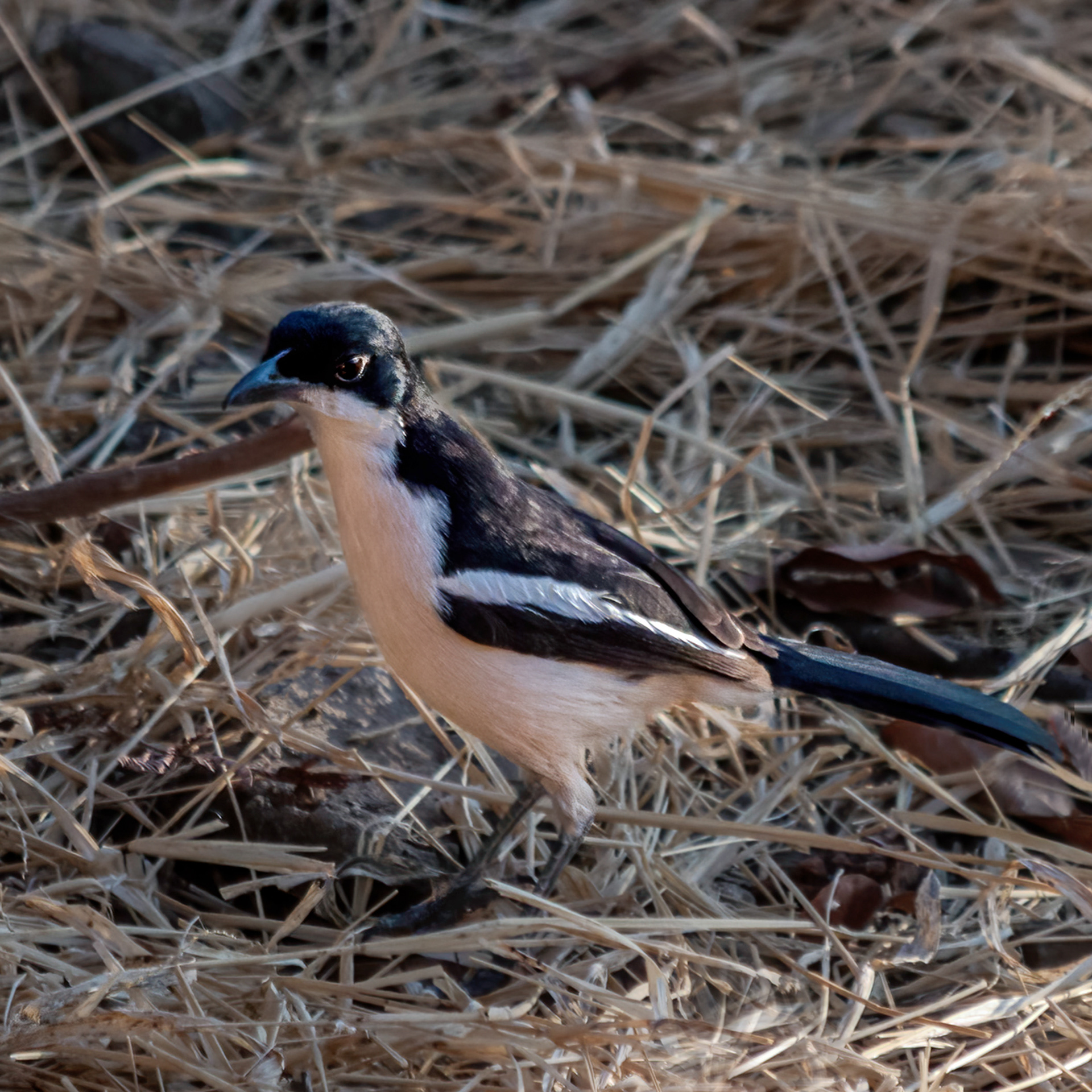 Swamp Boubou