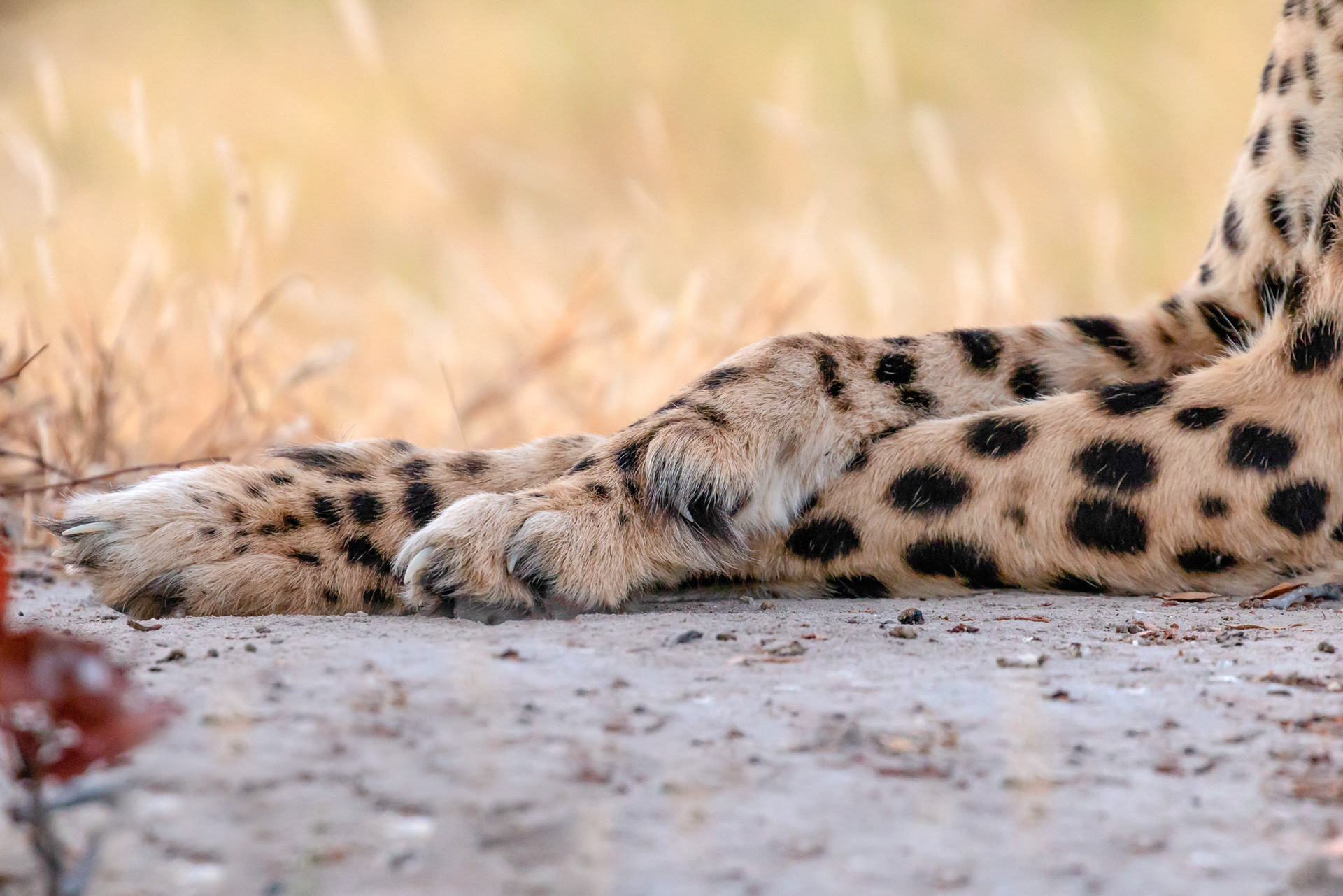 Cheetah paws