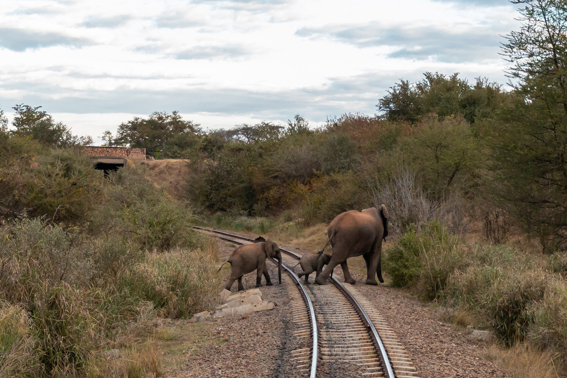 Elephants - crossing the railway line