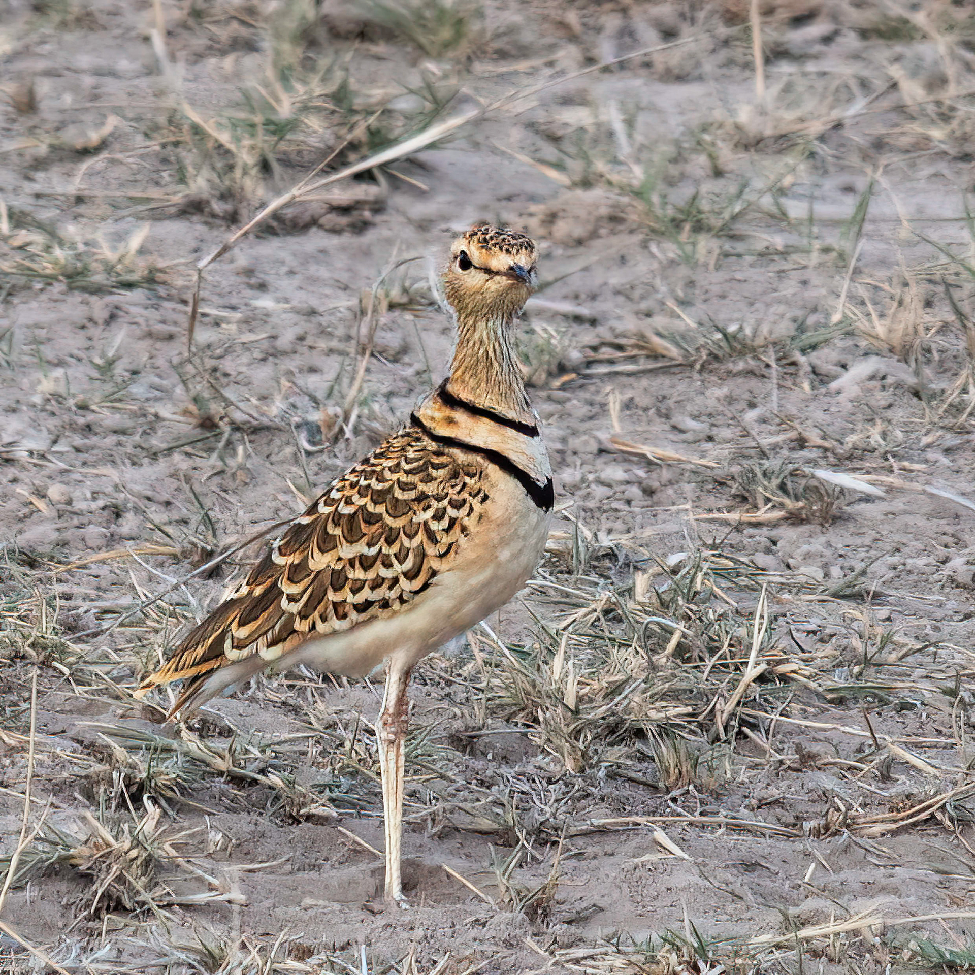 Double-banded Courser 