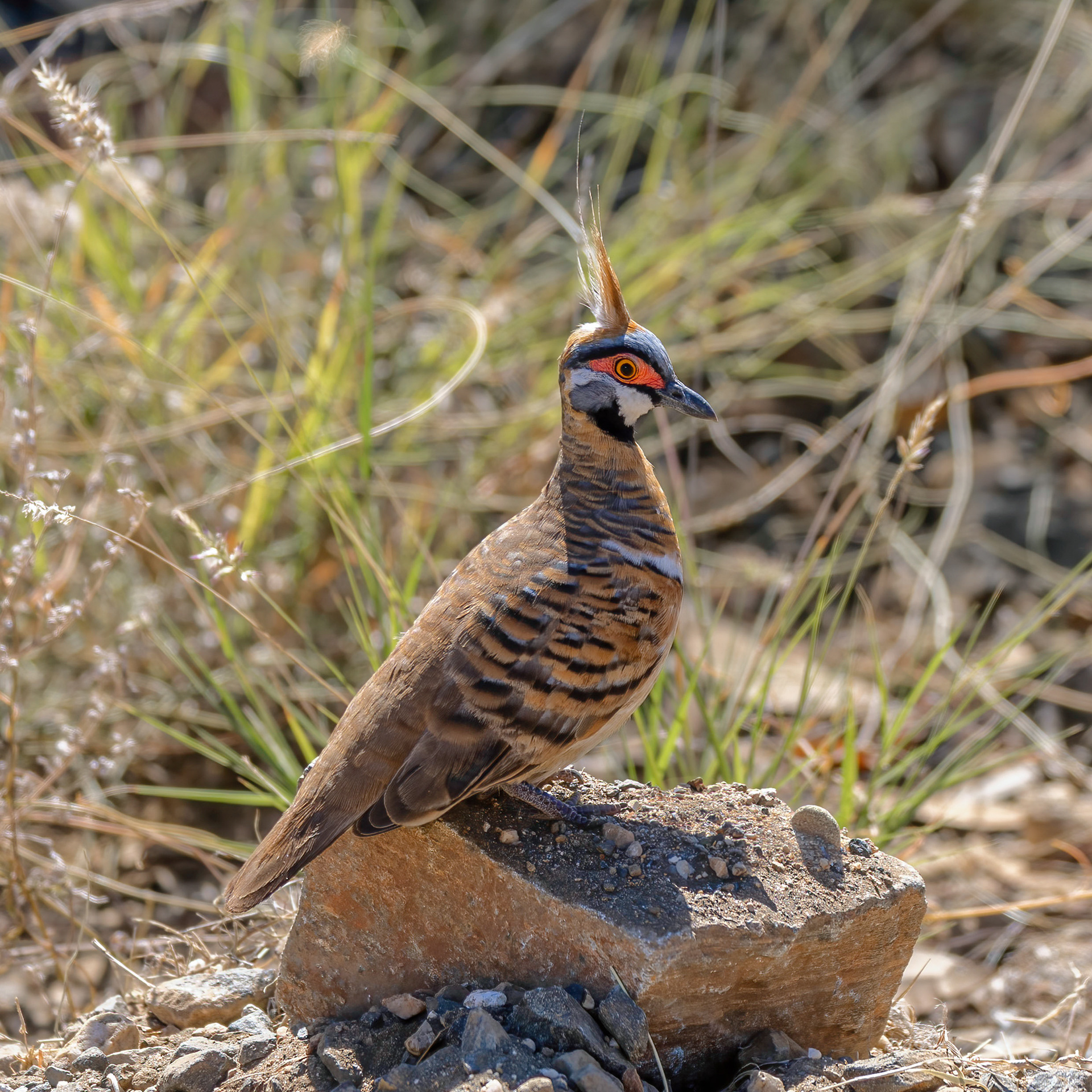 Spinifex Pigeon 