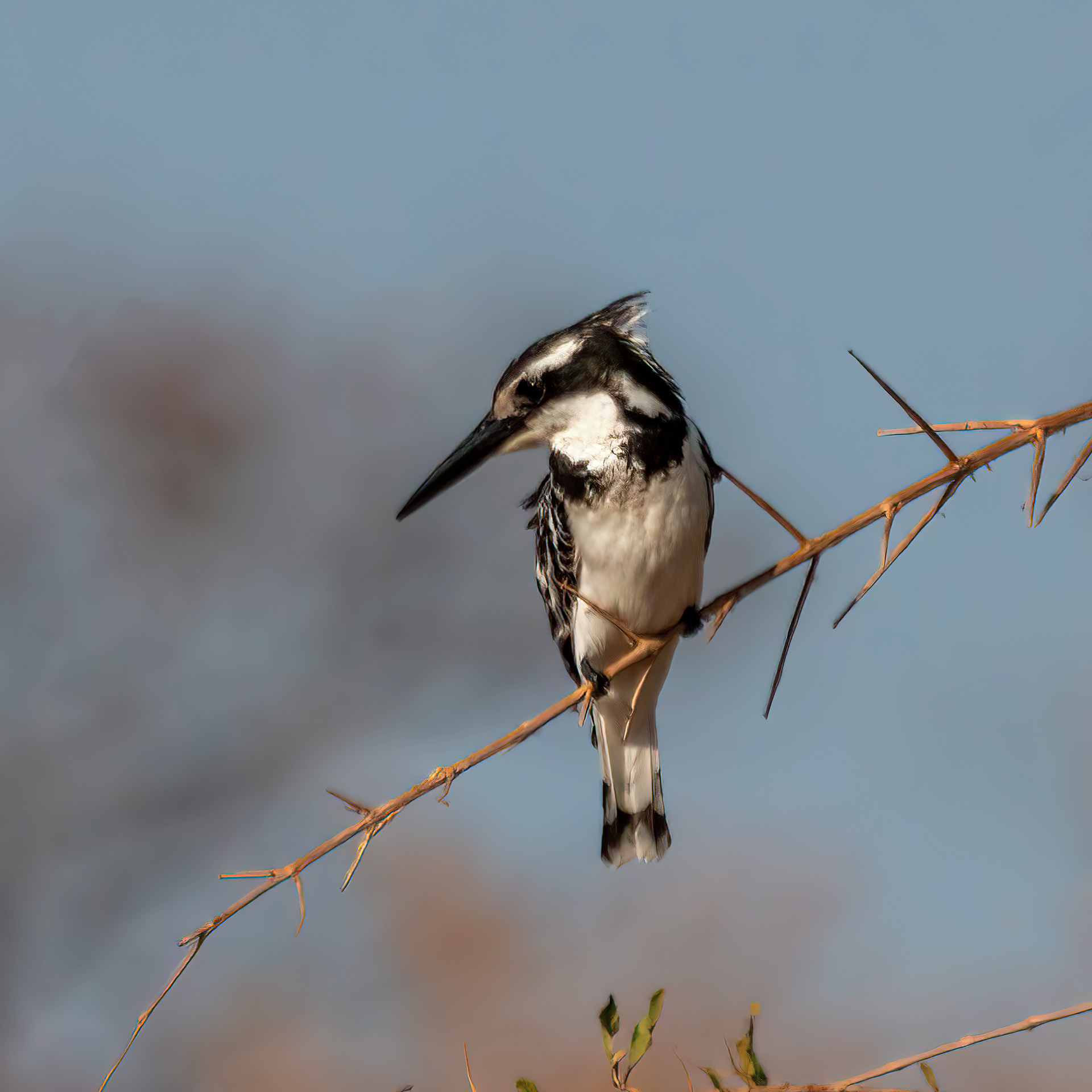 Pied Kingfisher