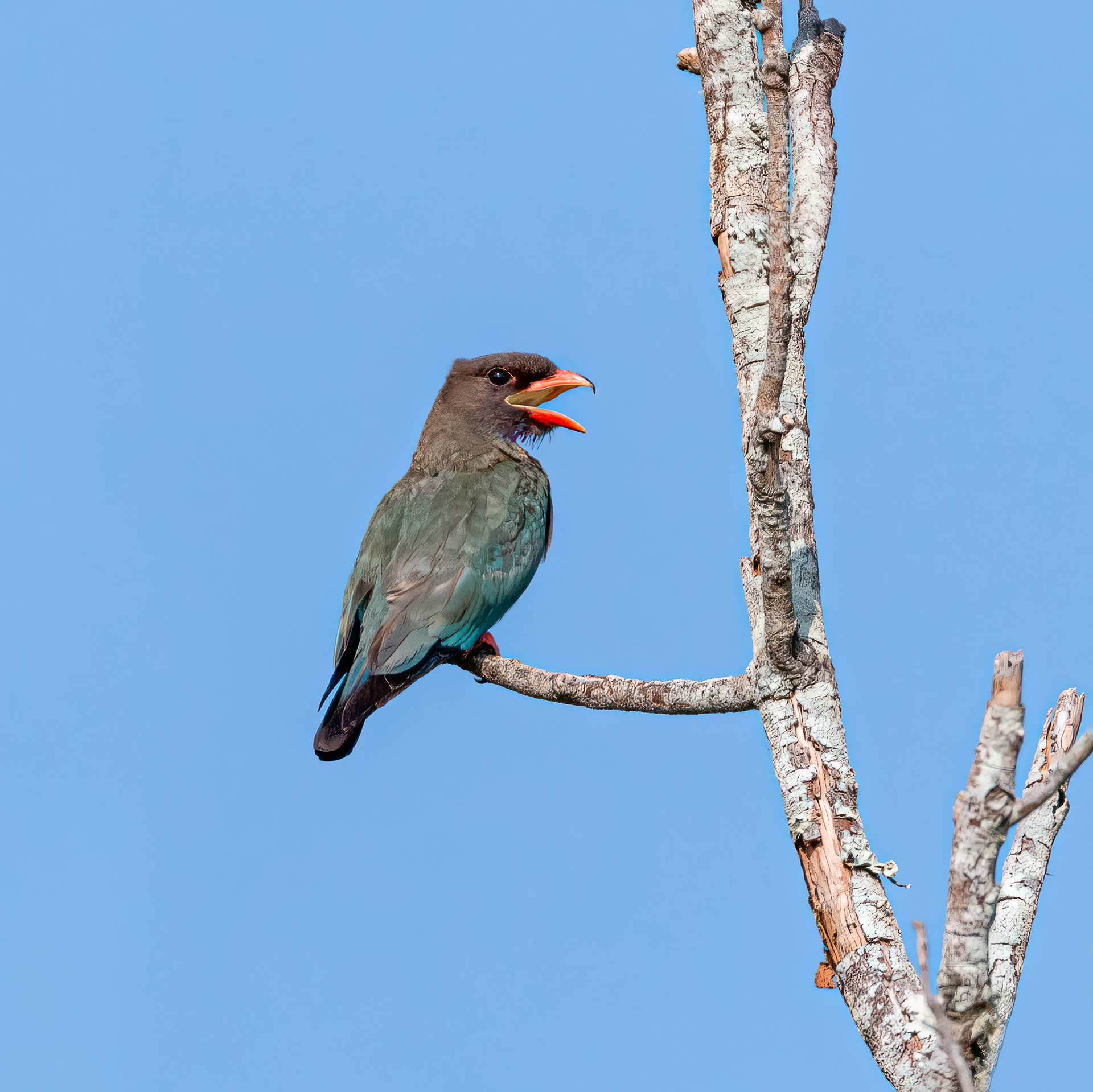 Oriental Dollarbird
