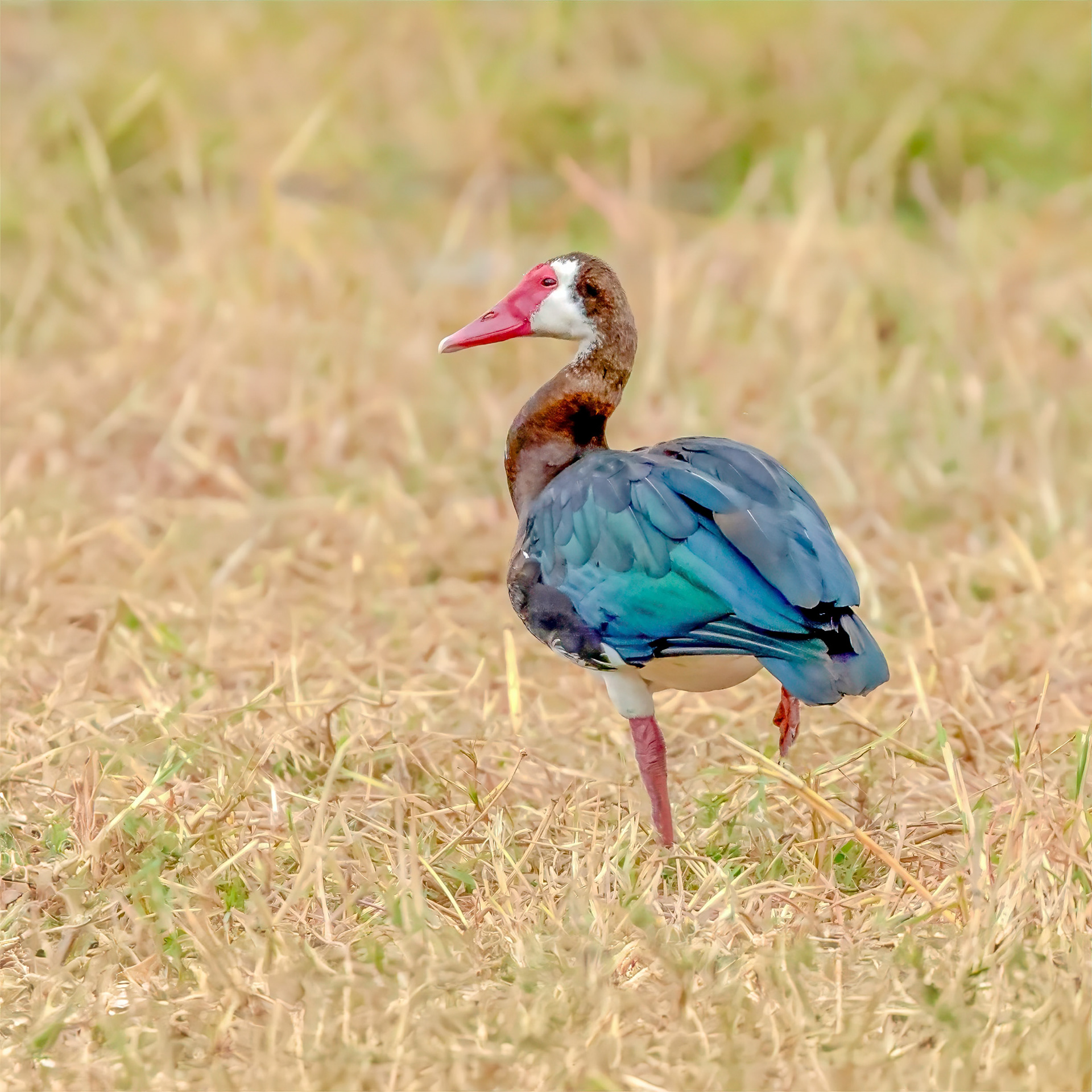 Spur-winged Goose