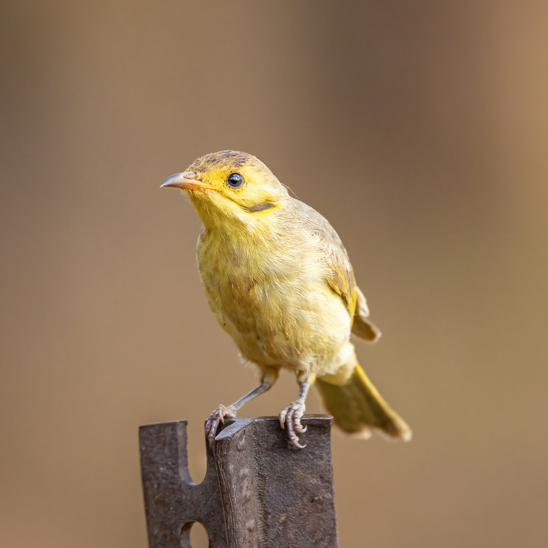 Yellow-tinted Honeyeater