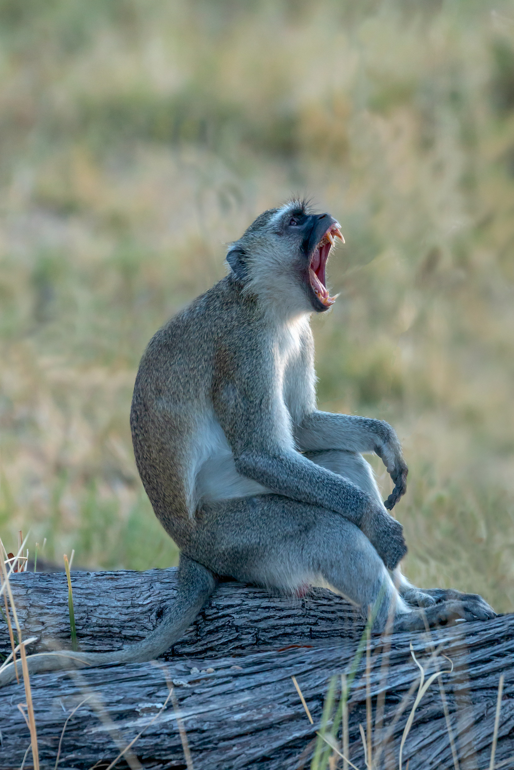 Vervet Monkey
