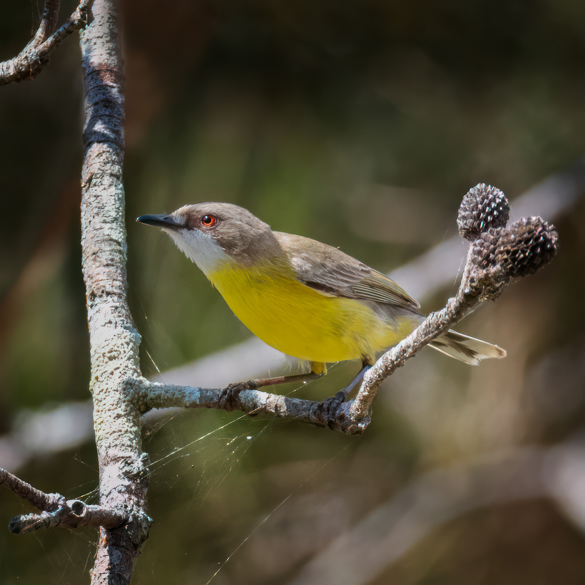 White-throated Gerygone