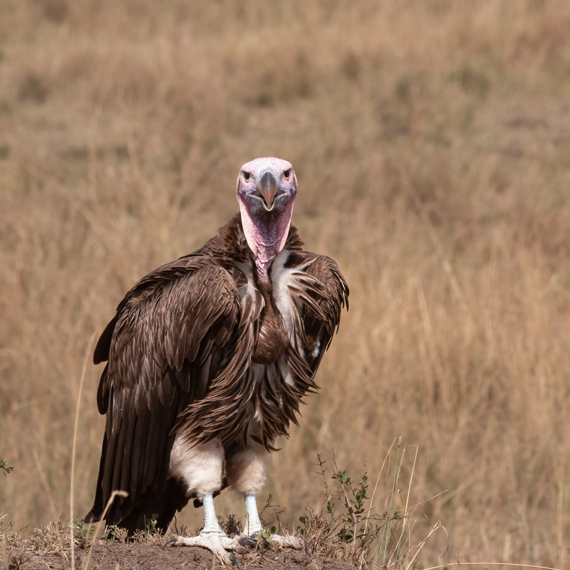Lappet-faced Vulture