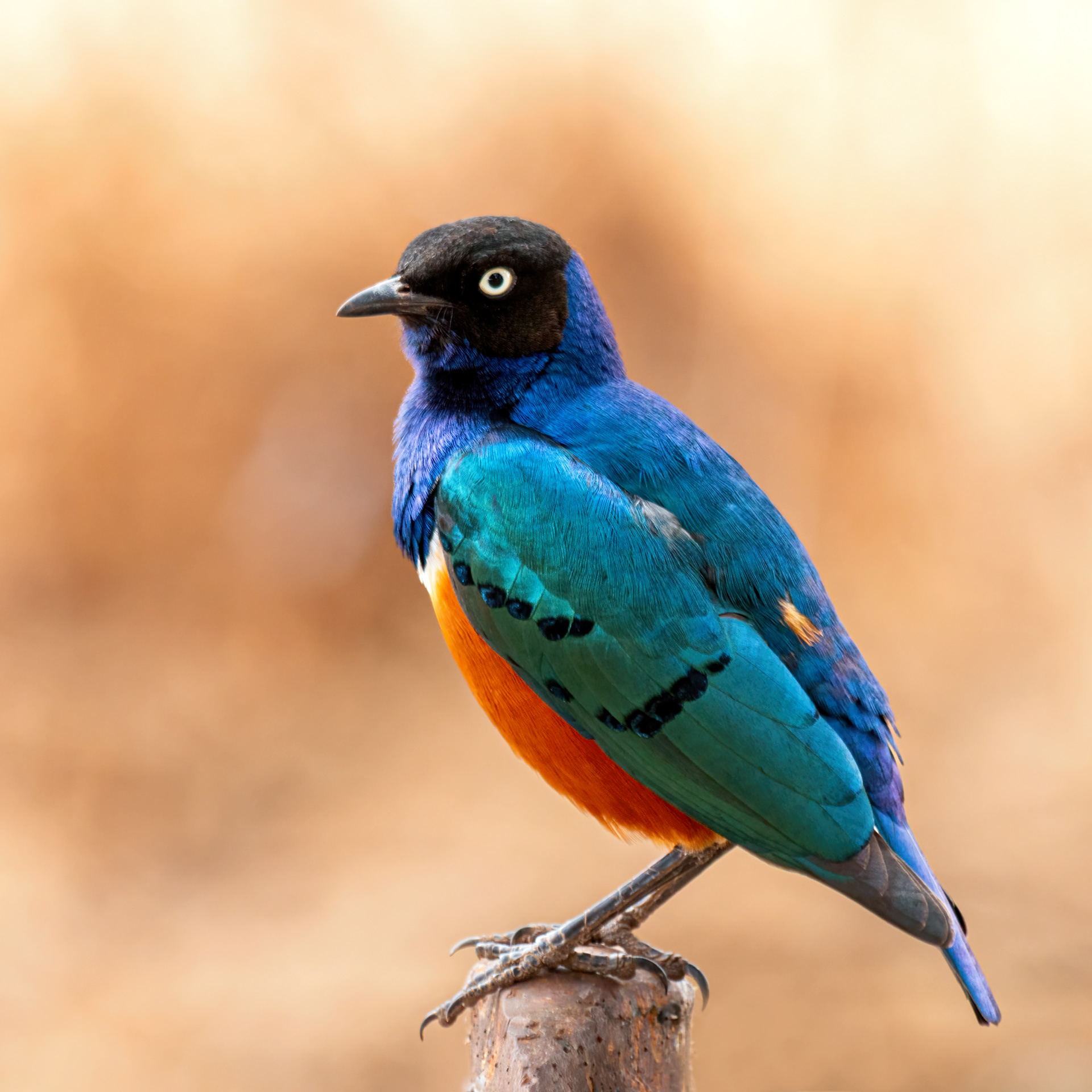 Superb Starling 