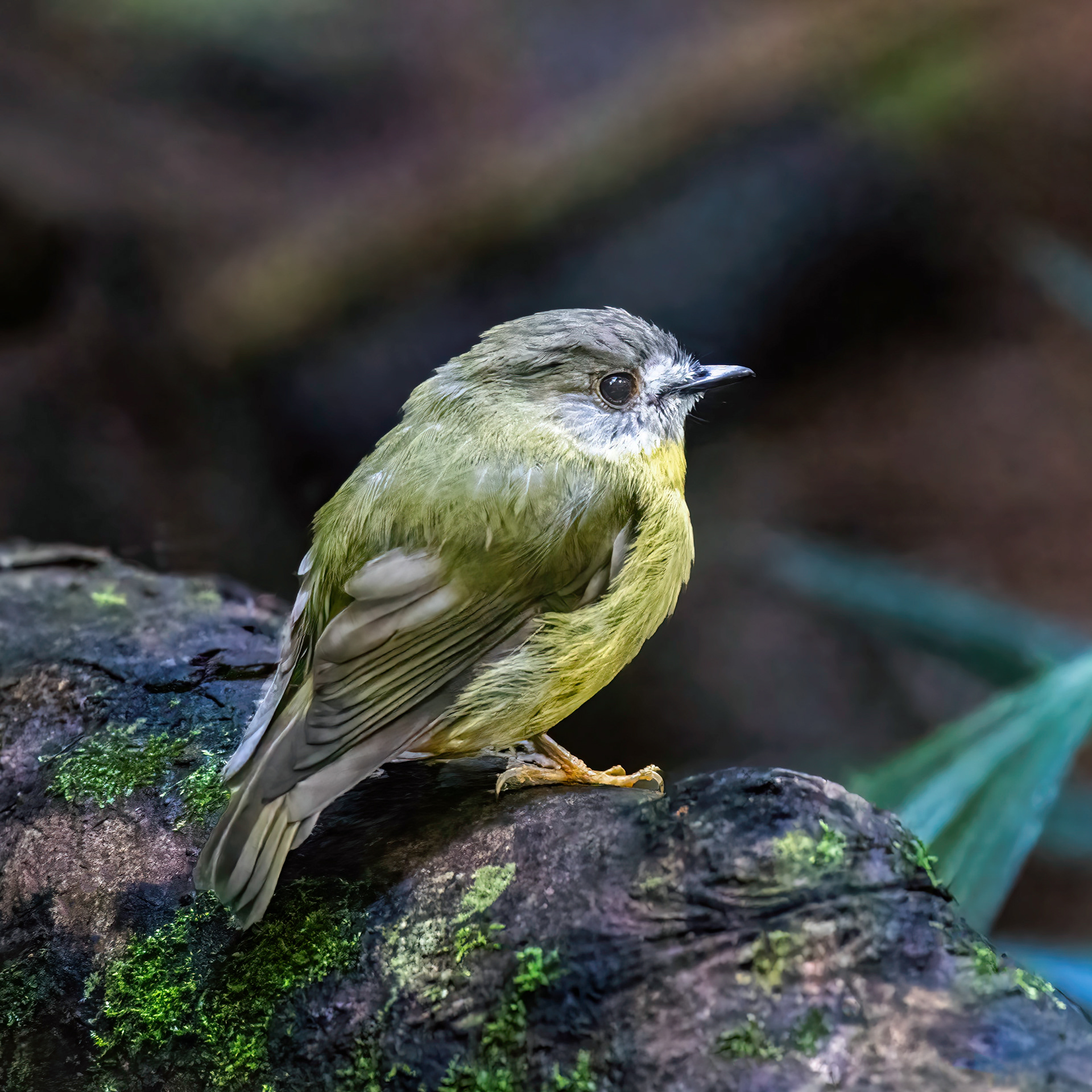 Pale-yellow Robin