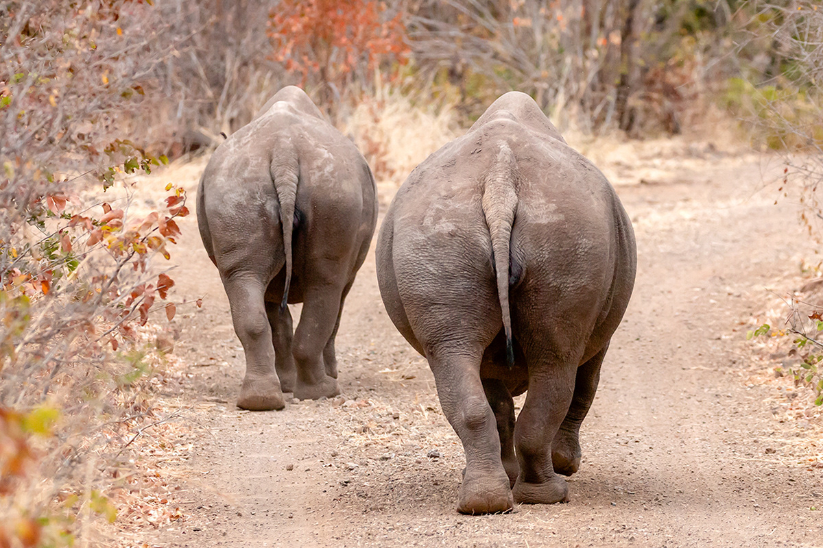 Black Rhinoceros