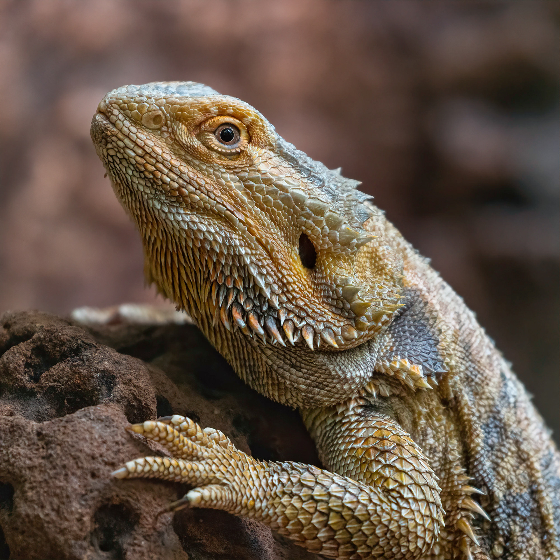 Central Bearded Dragon