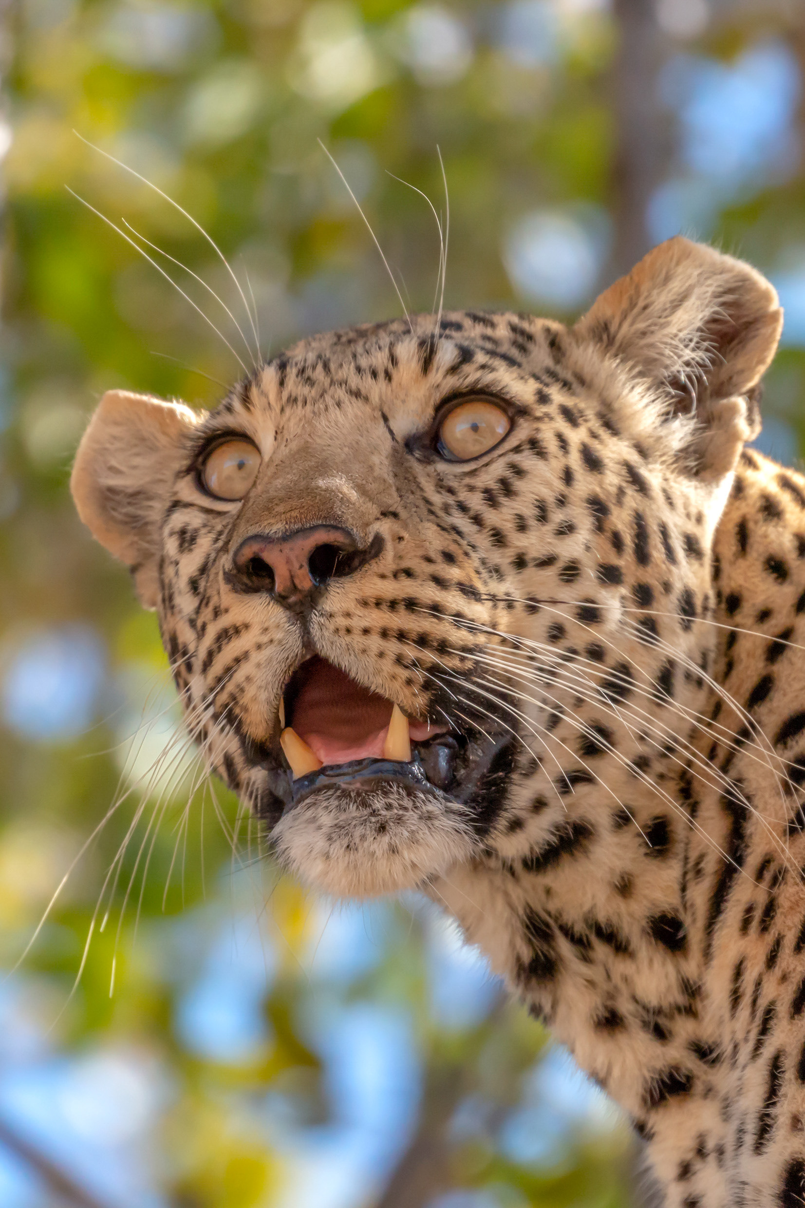 Leopard