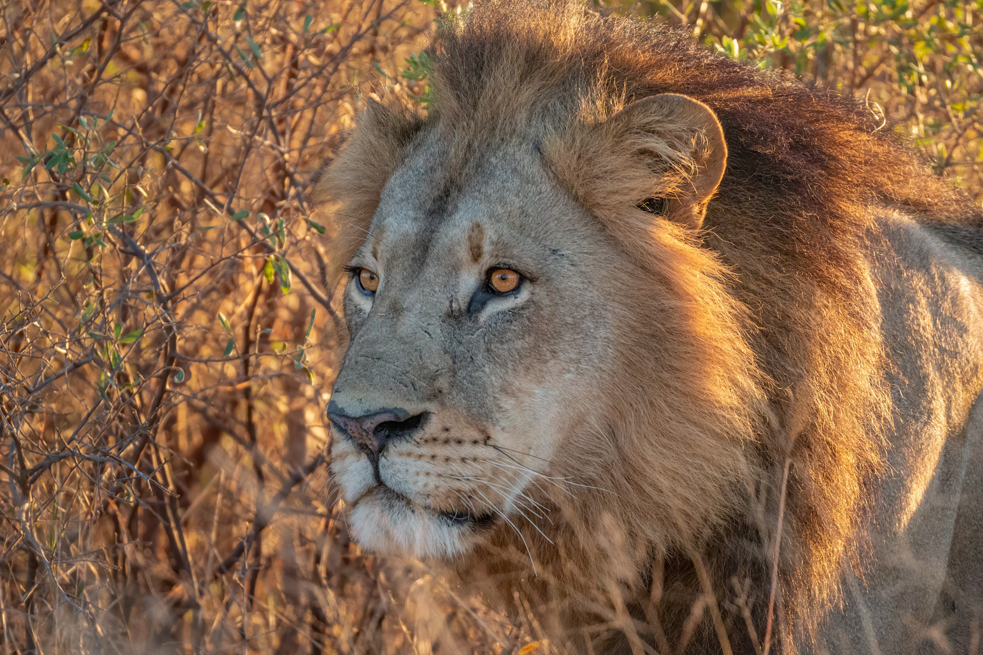 Lion