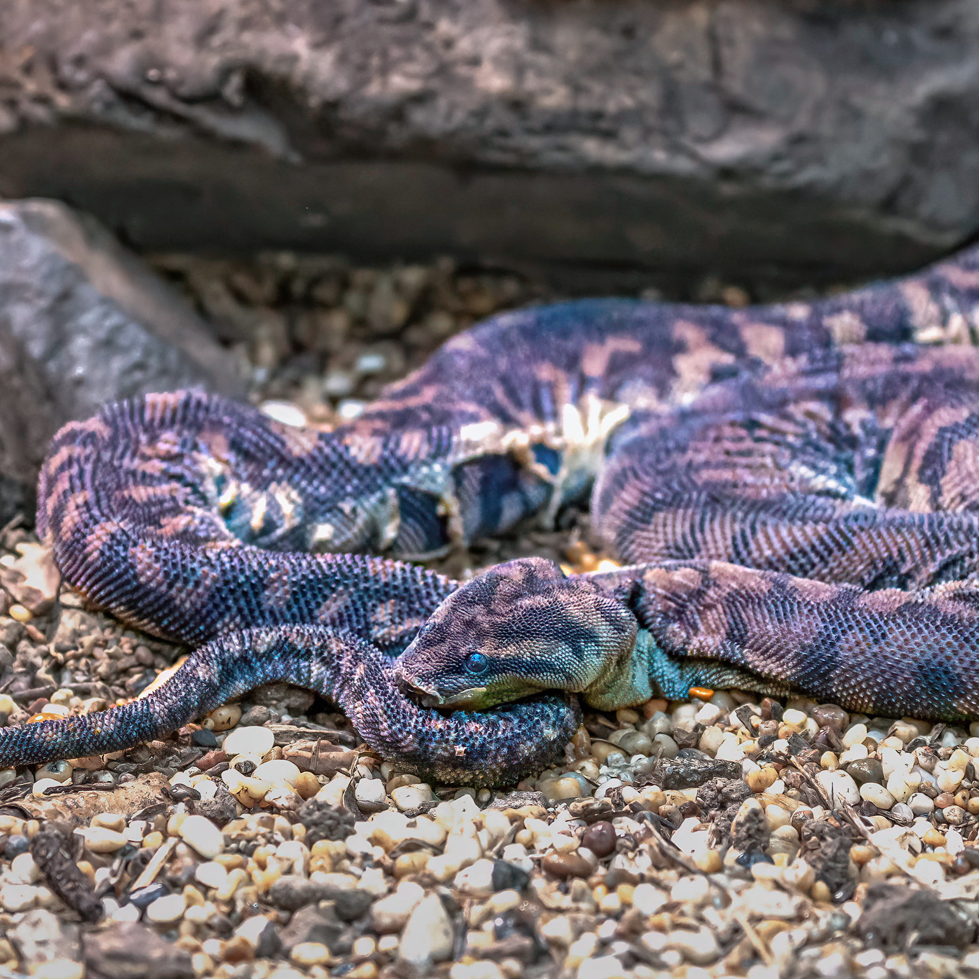 Arafura File Snake