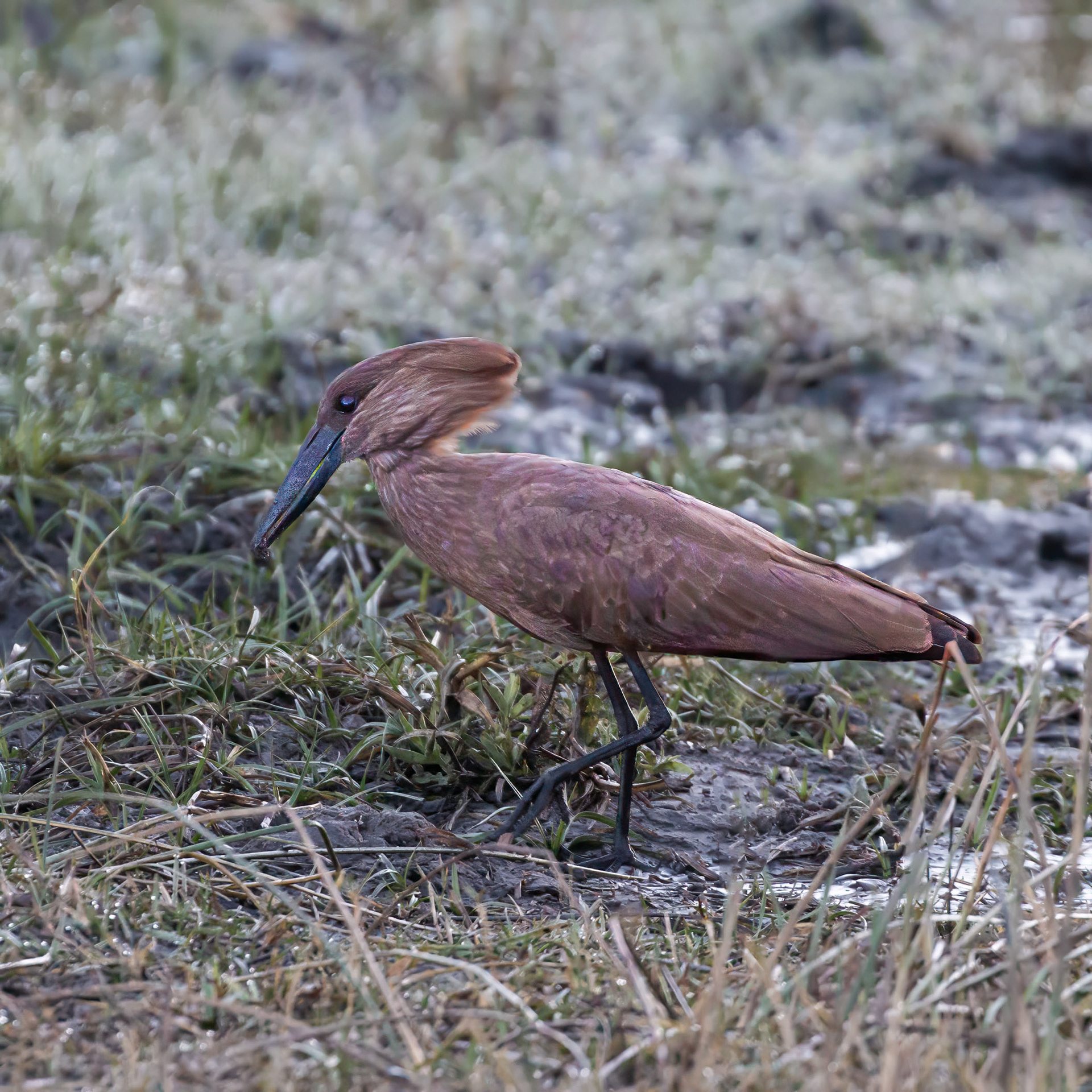 Hamerkop