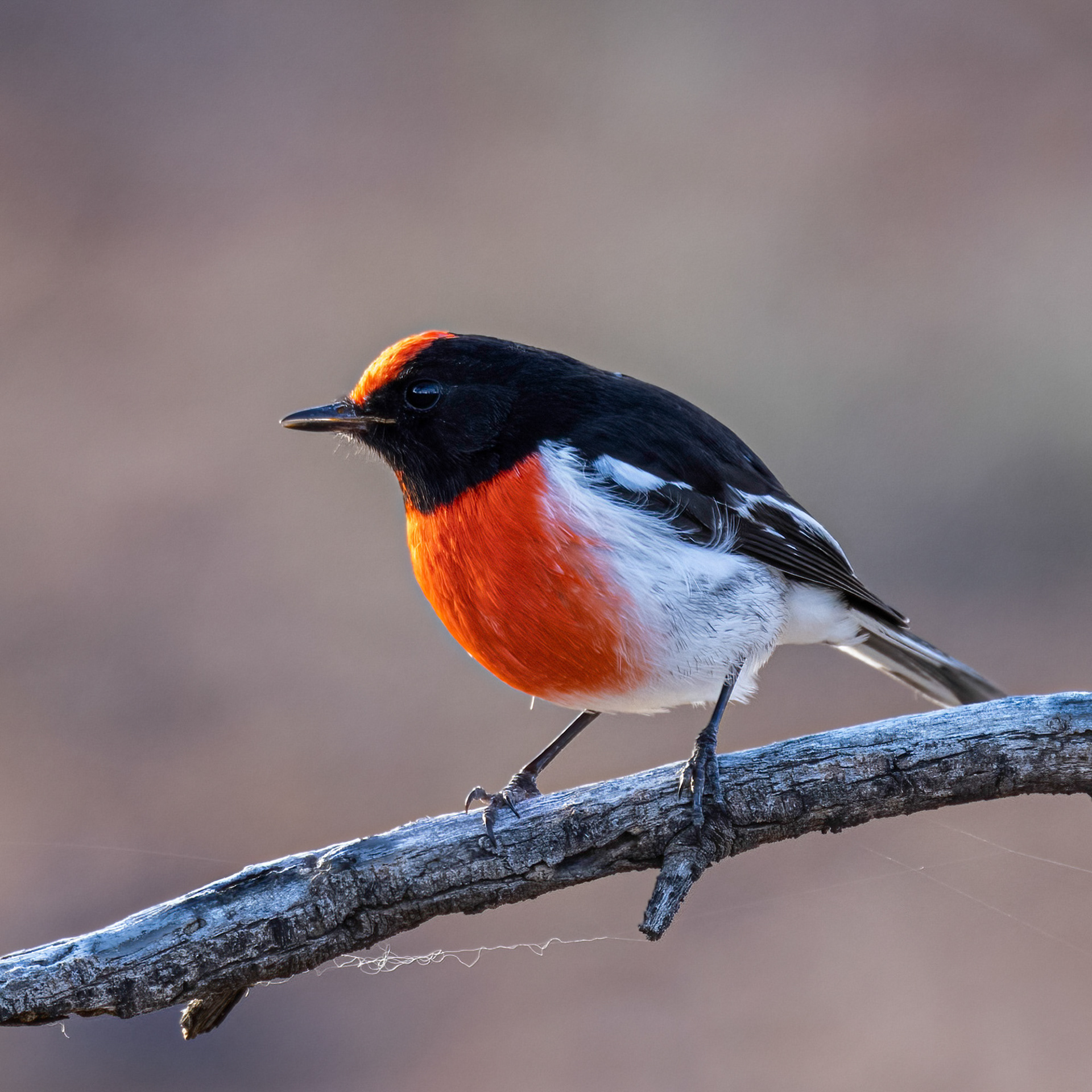 Red-capped Robin
