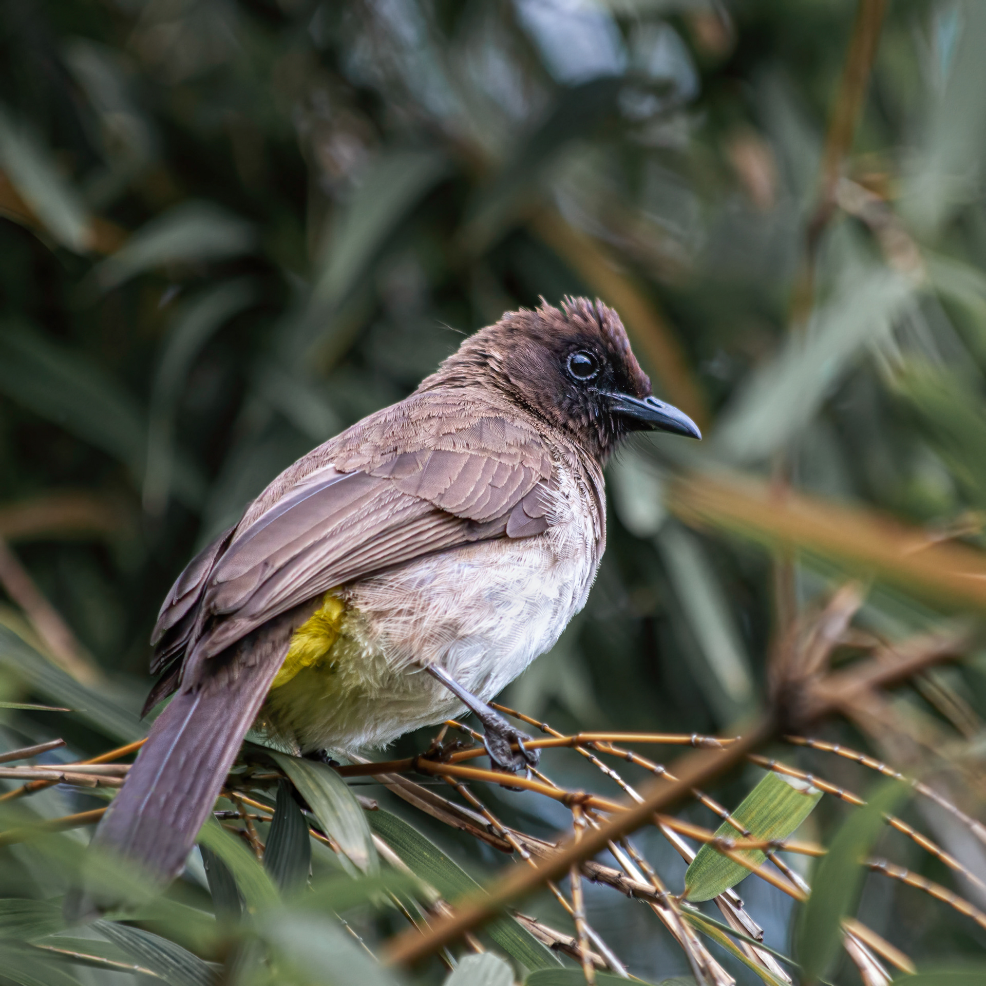 Dark -capped Bulbul 