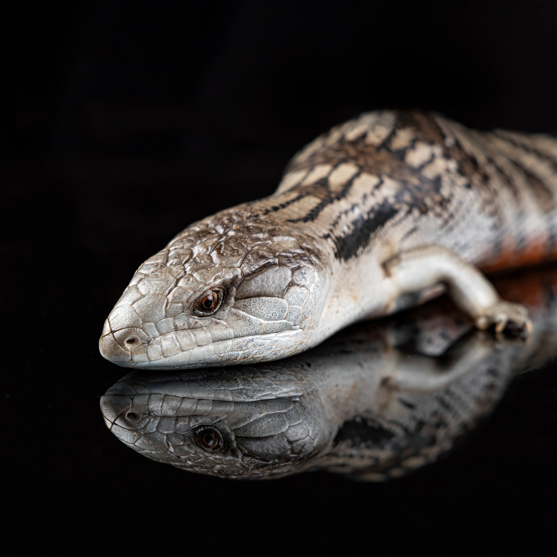 Blue-tongue Lizard