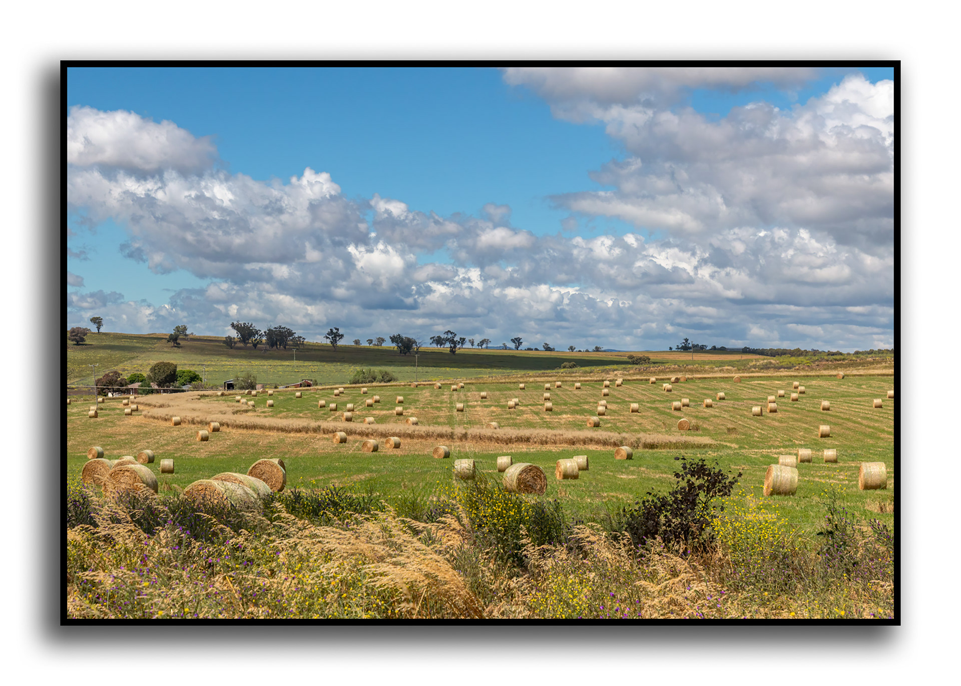 Hay field, Yeoval, NSW