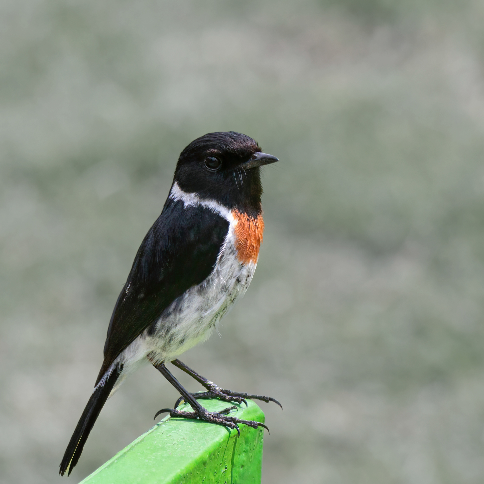 African Stonechat 