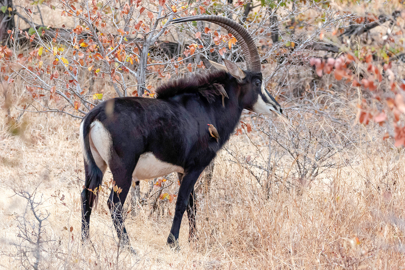 Sable Antelope